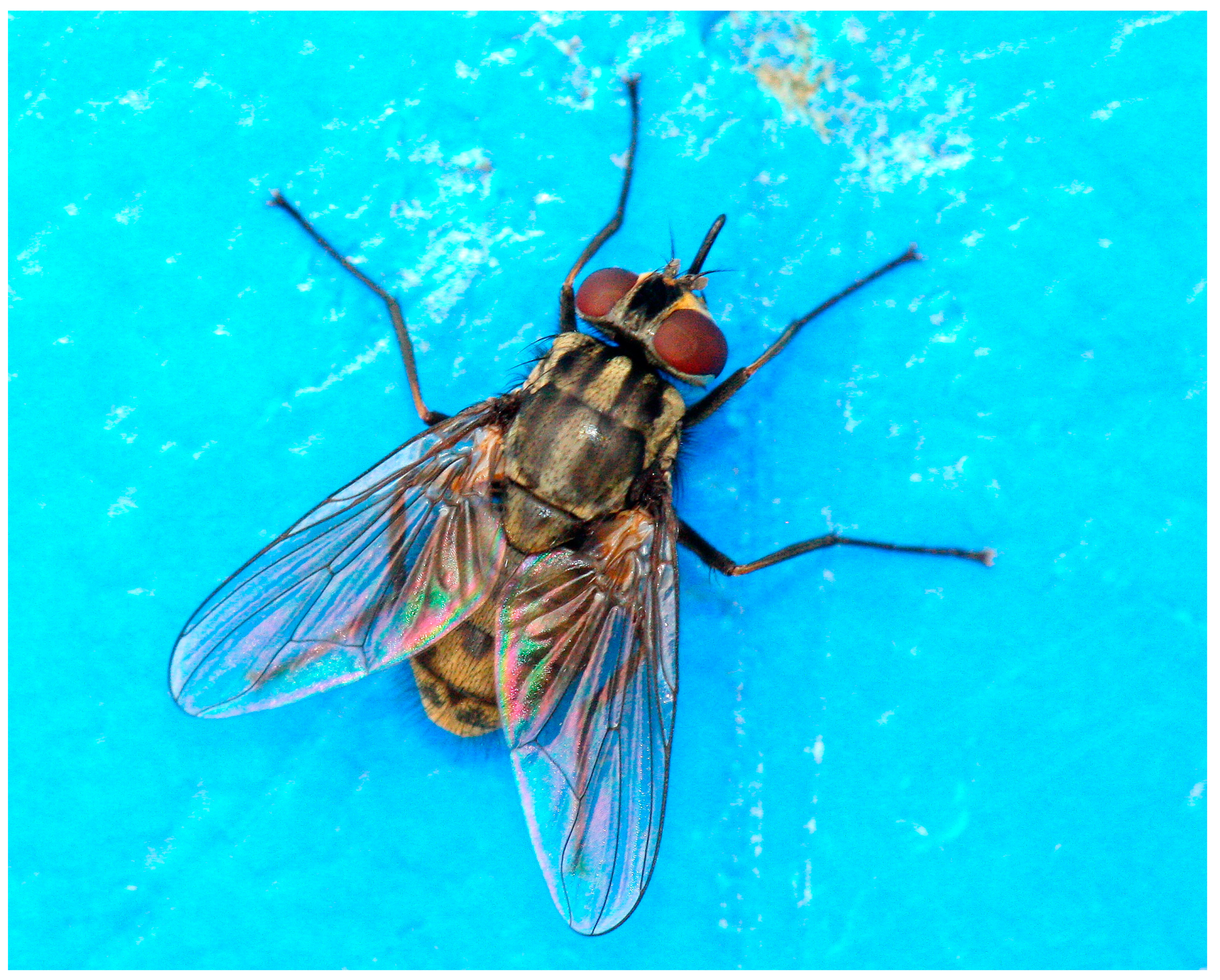 Diversity 15 00600 g001