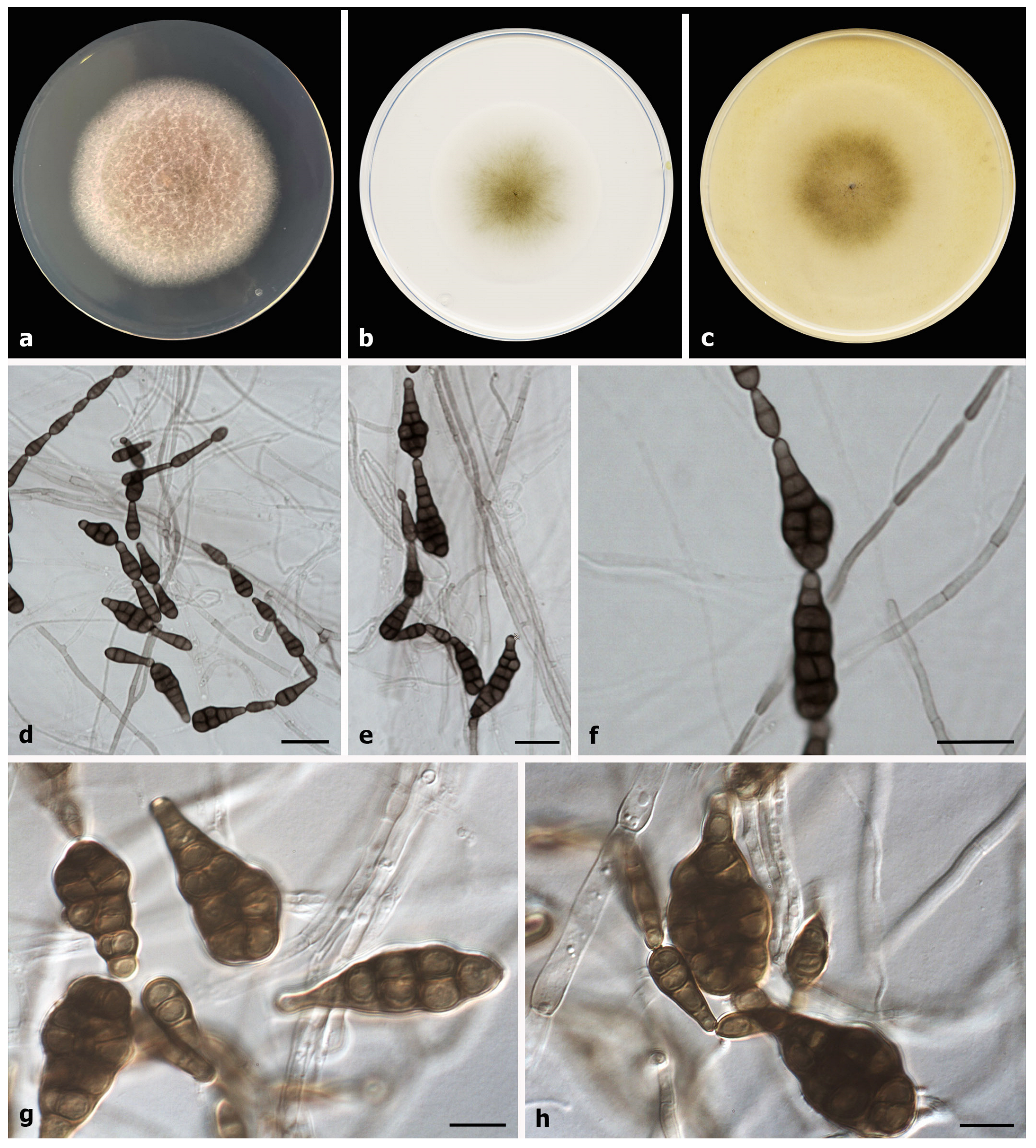 Diversity 15 00606 g002 Diversity 15 00606 g002