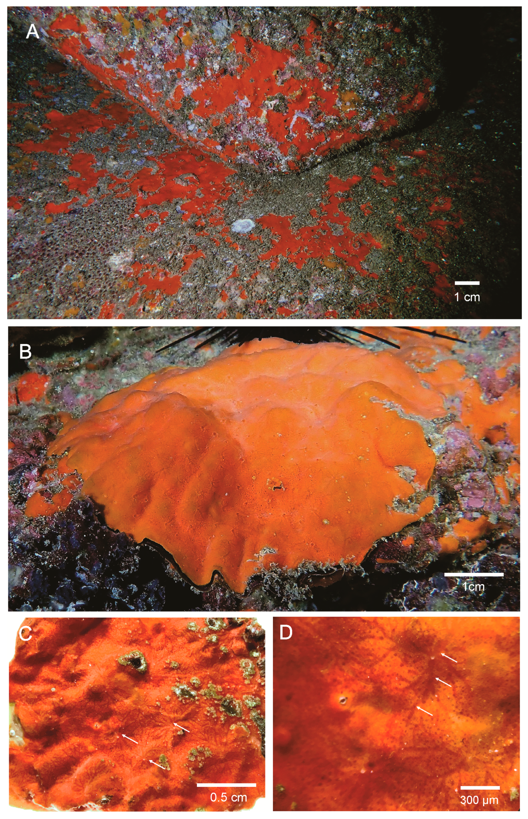 Diversity 15 00608 g002 Diversity 15 00608 g002