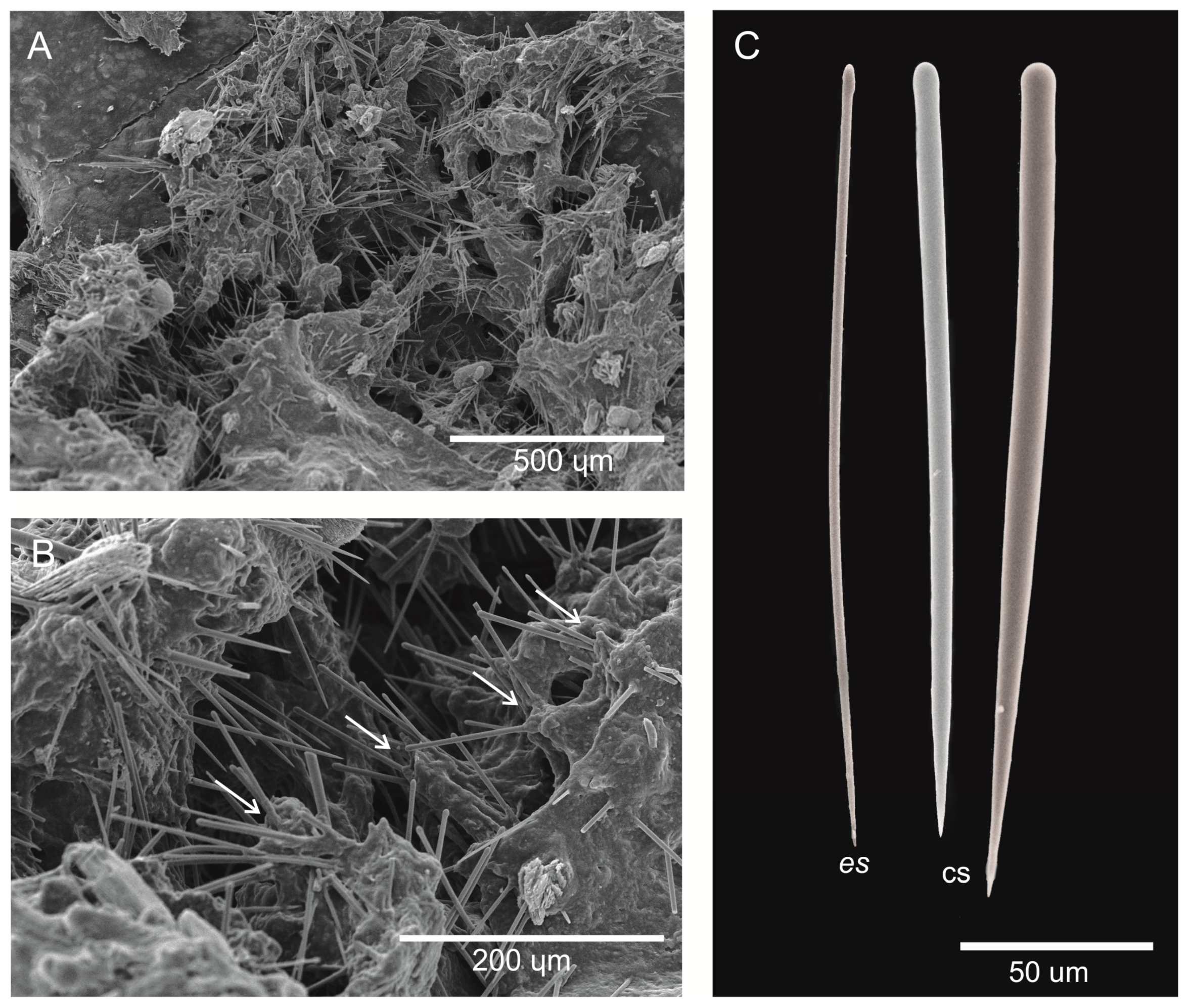 Diversity 15 00608 g003 Diversity 15 00608 g003