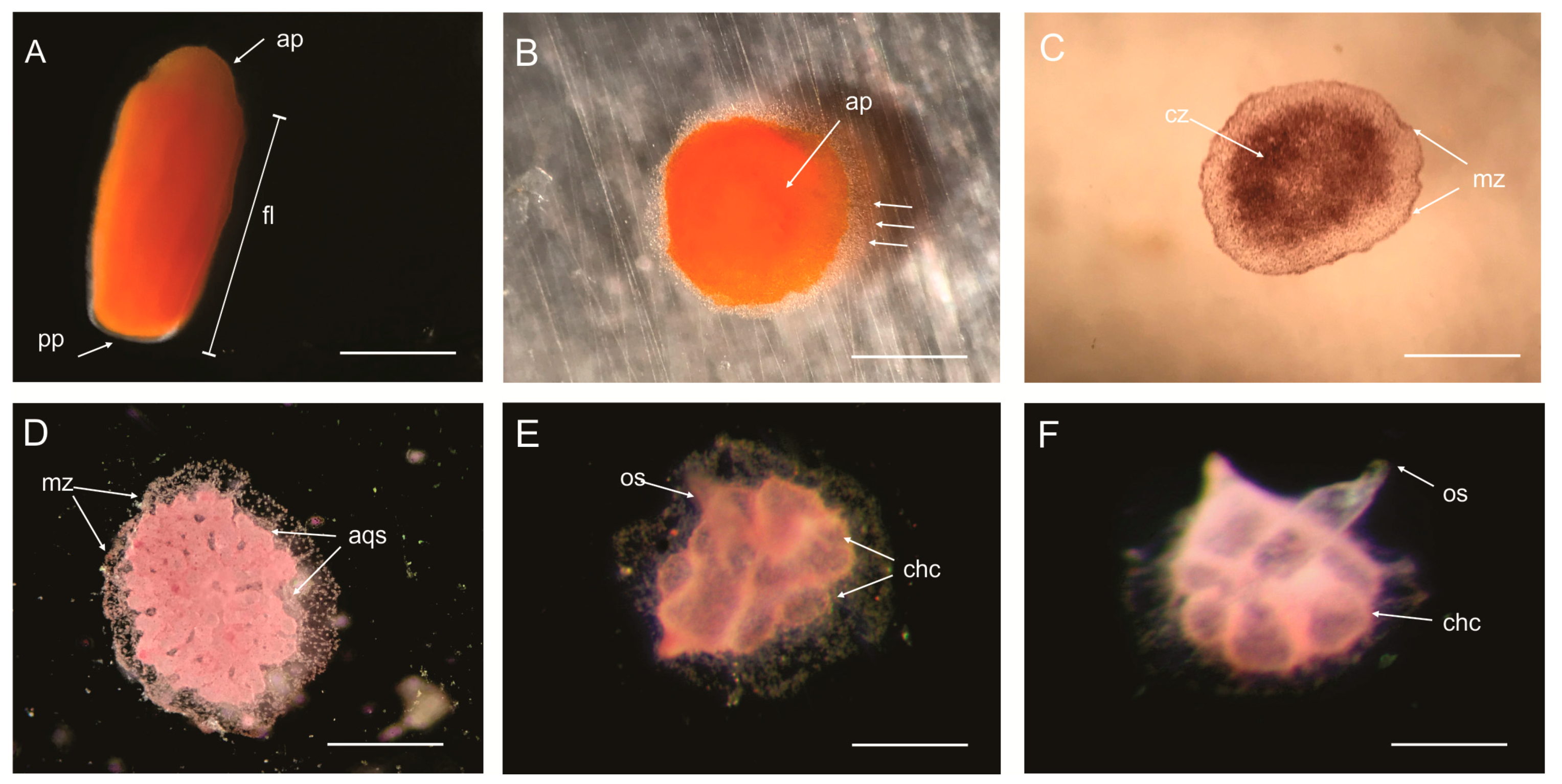 Diversity 15 00608 g007 Diversity 15 00608 g007