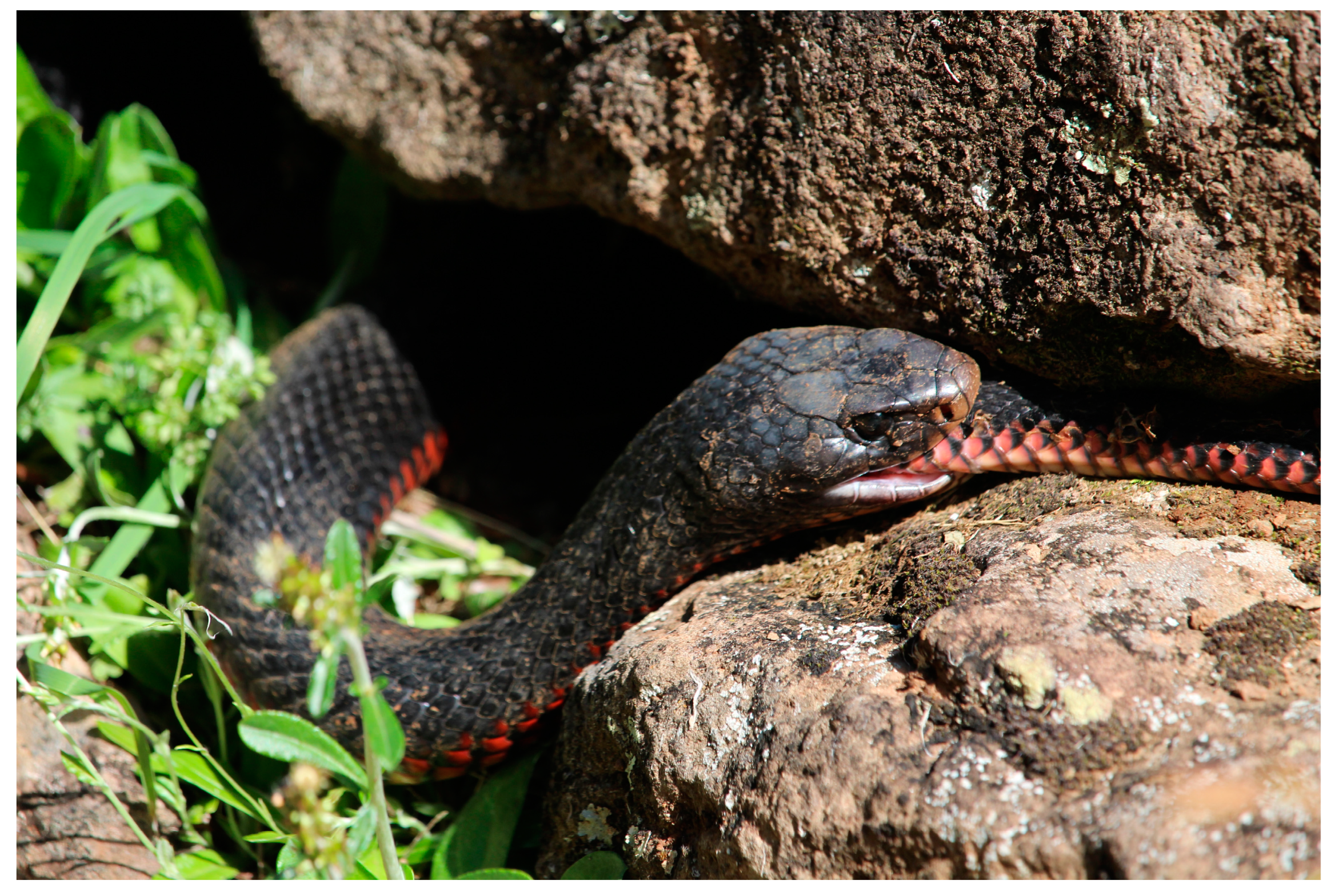 Diversity 15 00610 g002