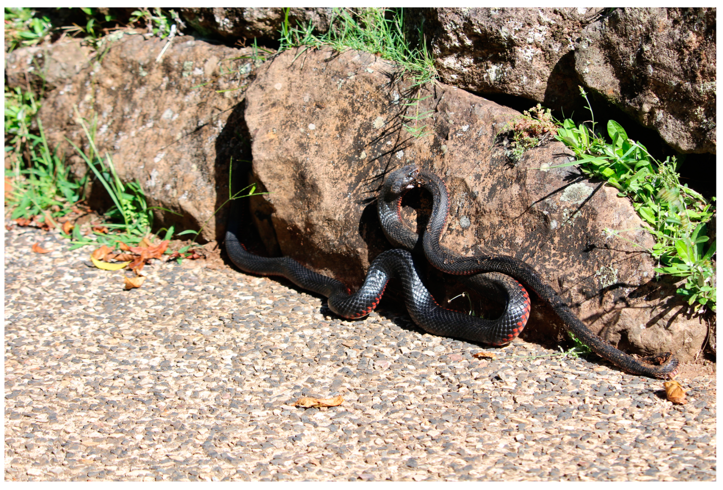 Diversity 15 00610 g003