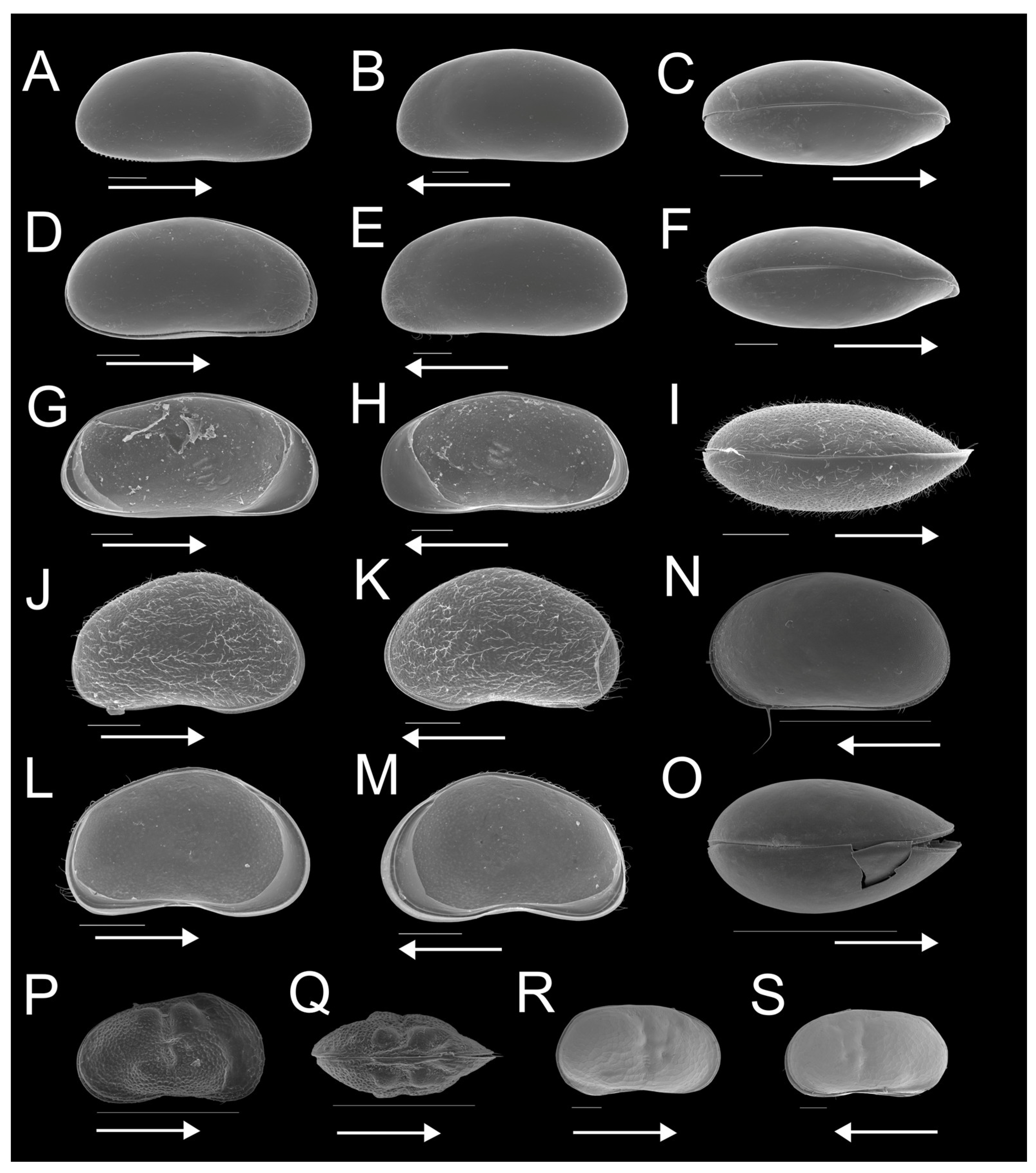 Diversity 15 00614 g002