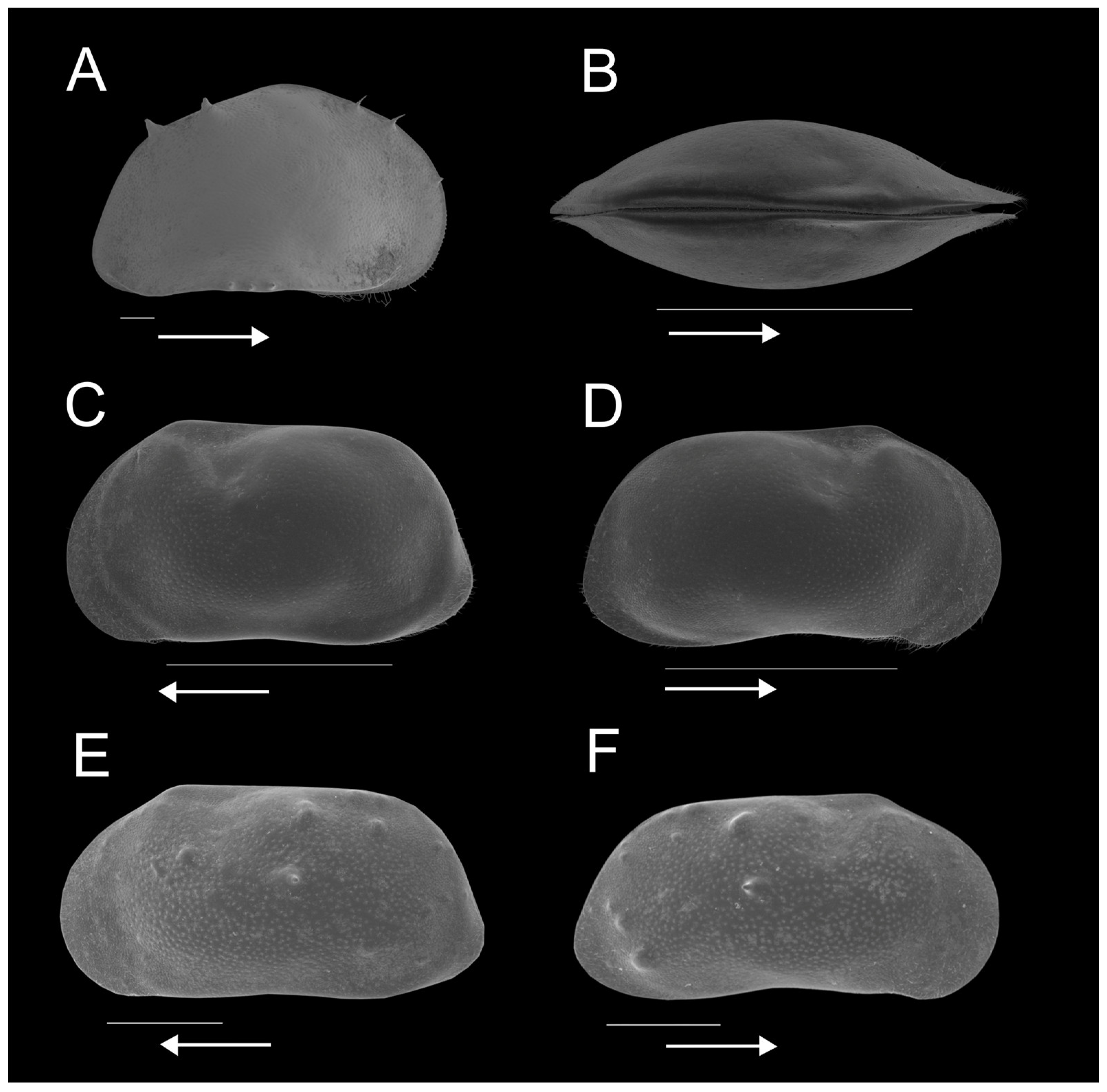 Diversity 15 00614 g004