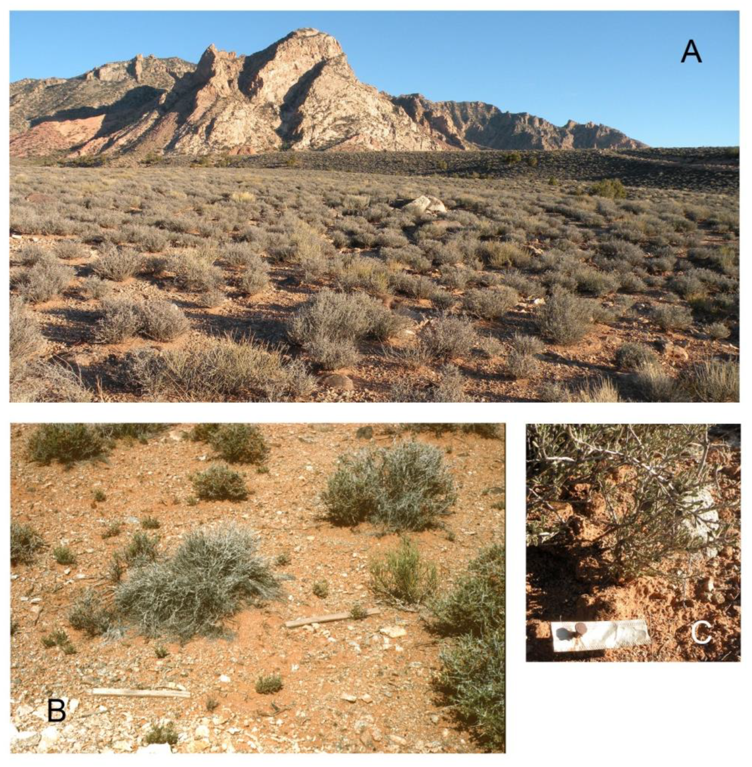 Diversity 15 00619 g007 Diversity 15 00619 g007