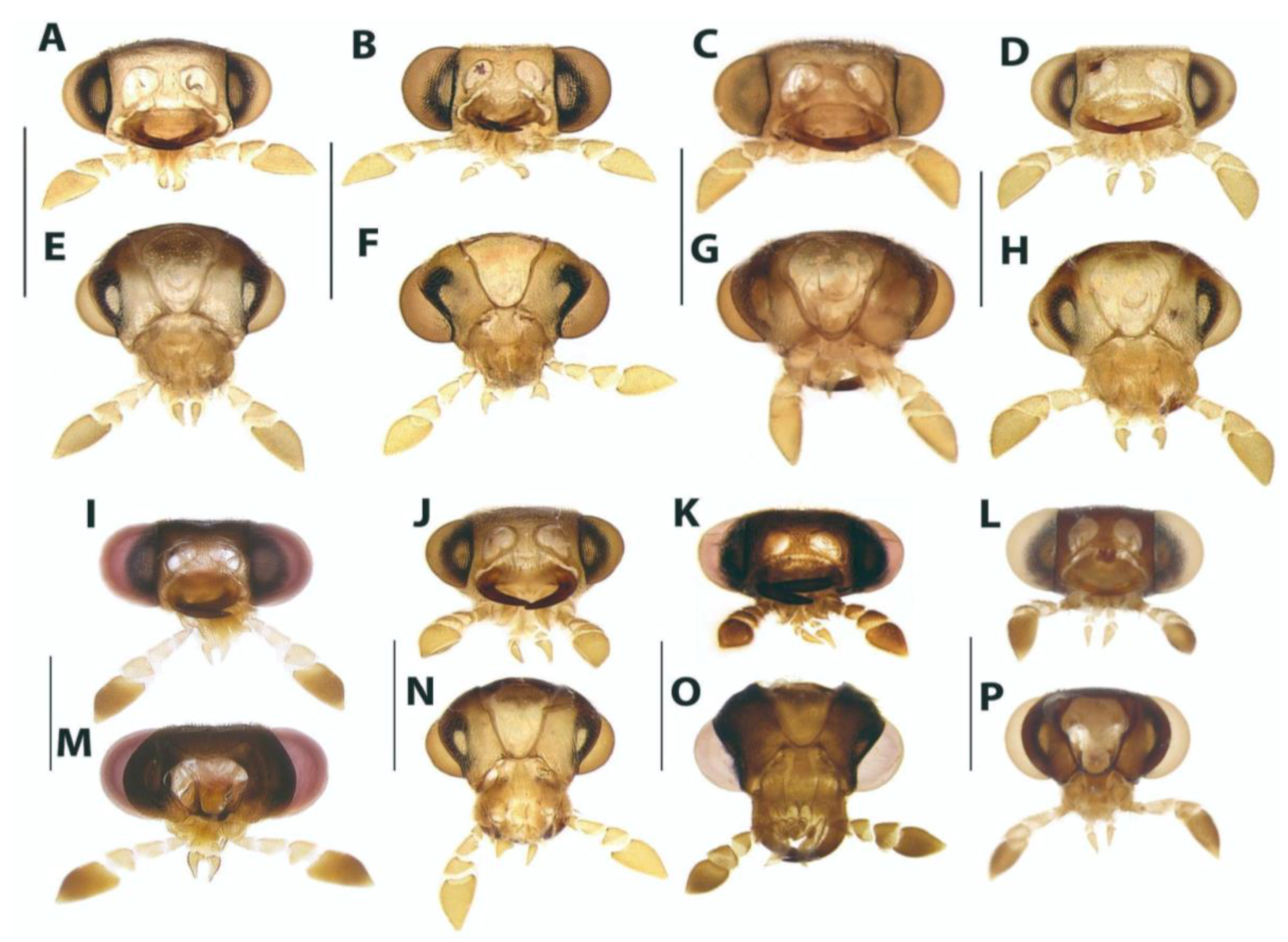 Diversity 15 00620 g005