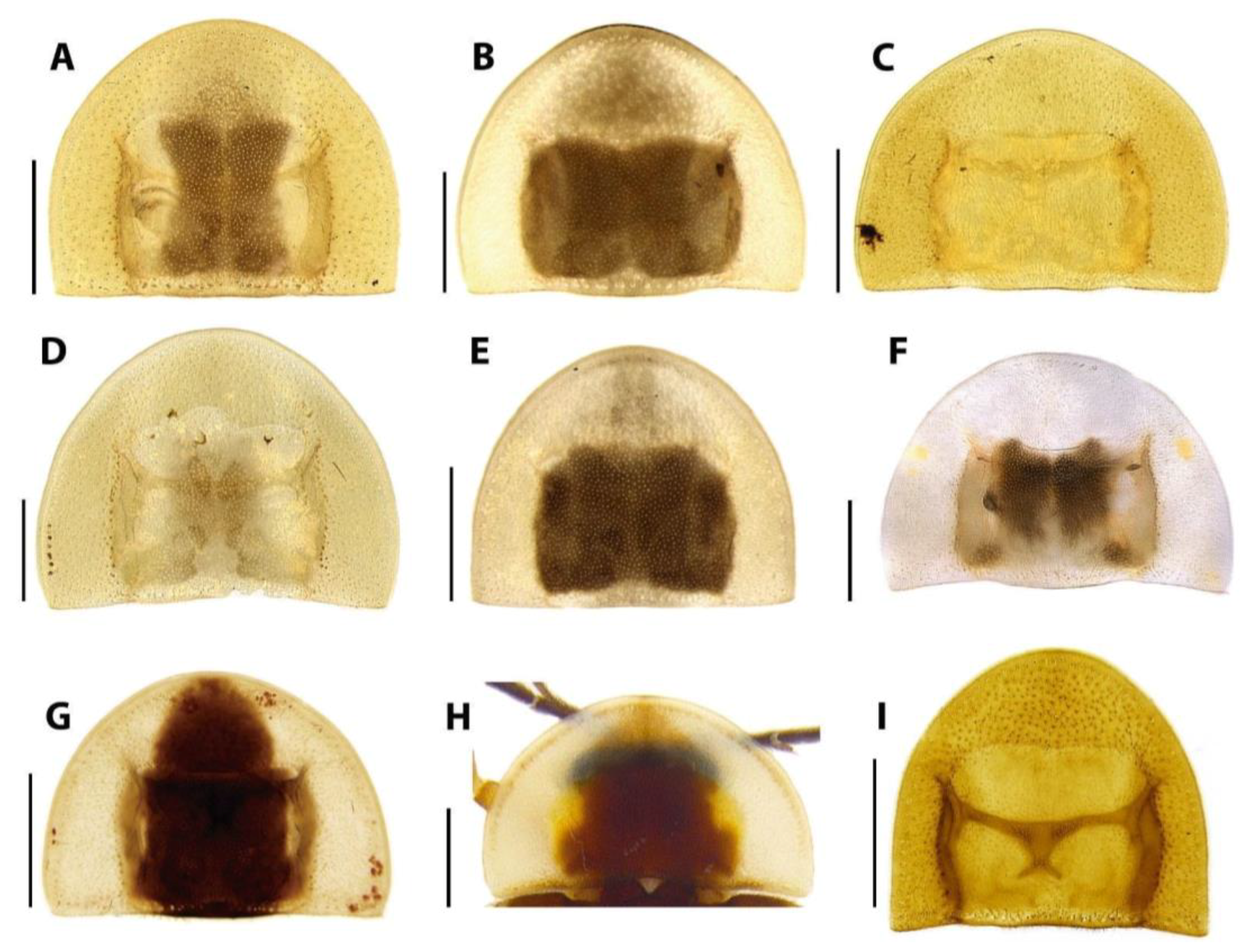 Diversity 15 00620 g007