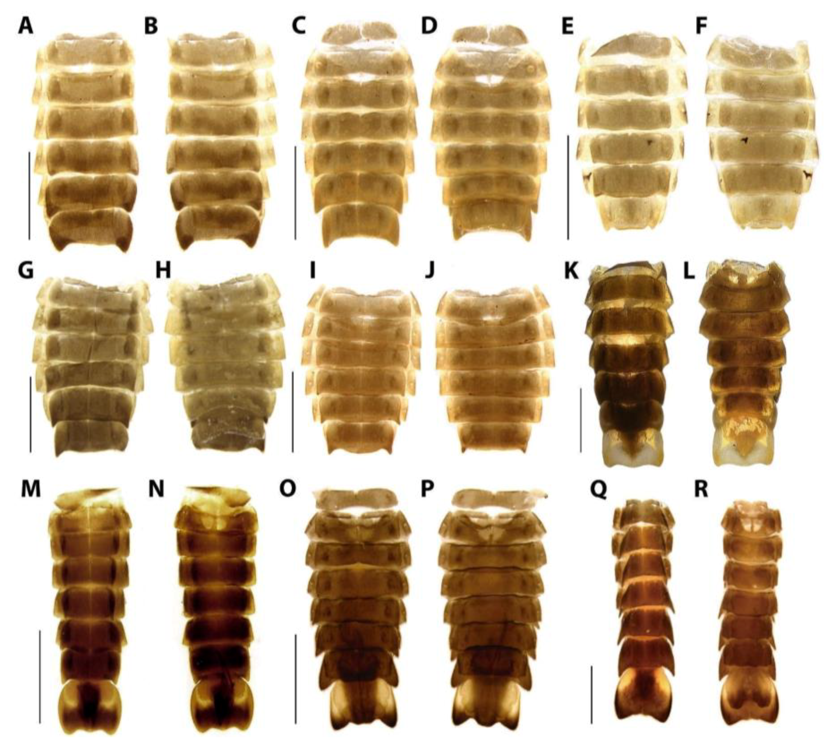 Diversity 15 00620 g010
