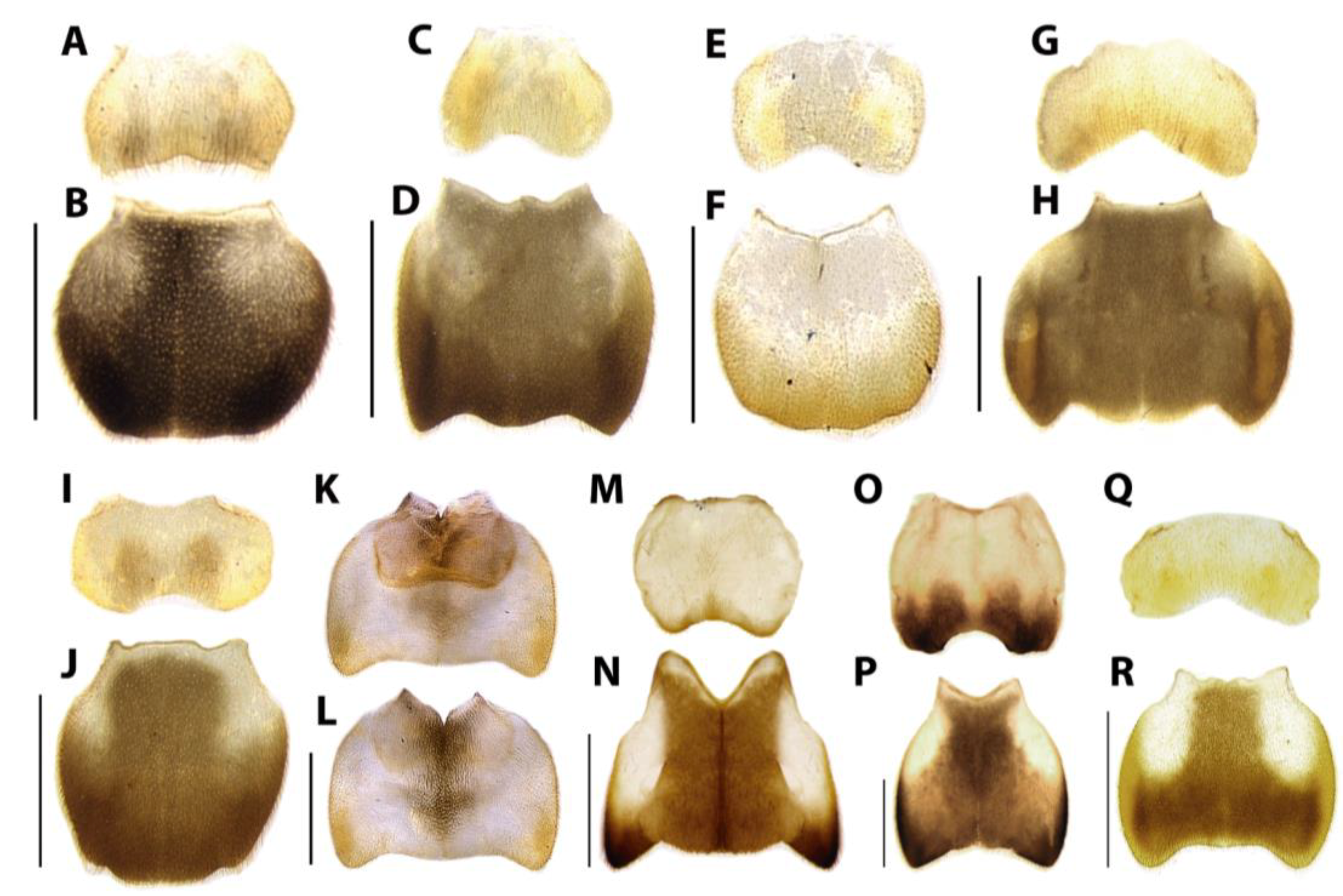 Diversity 15 00620 g011
