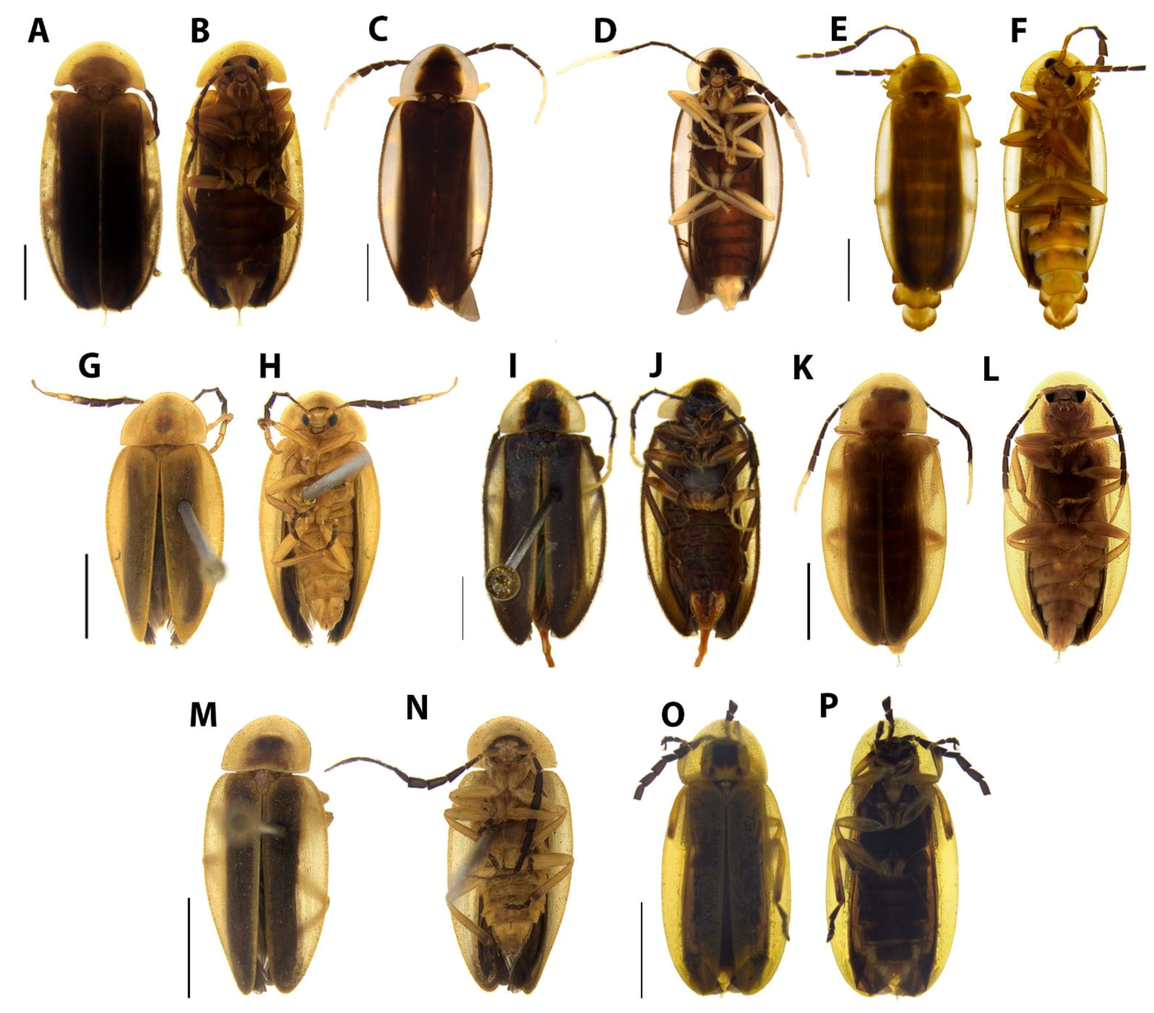 Diversity 15 00620 g014