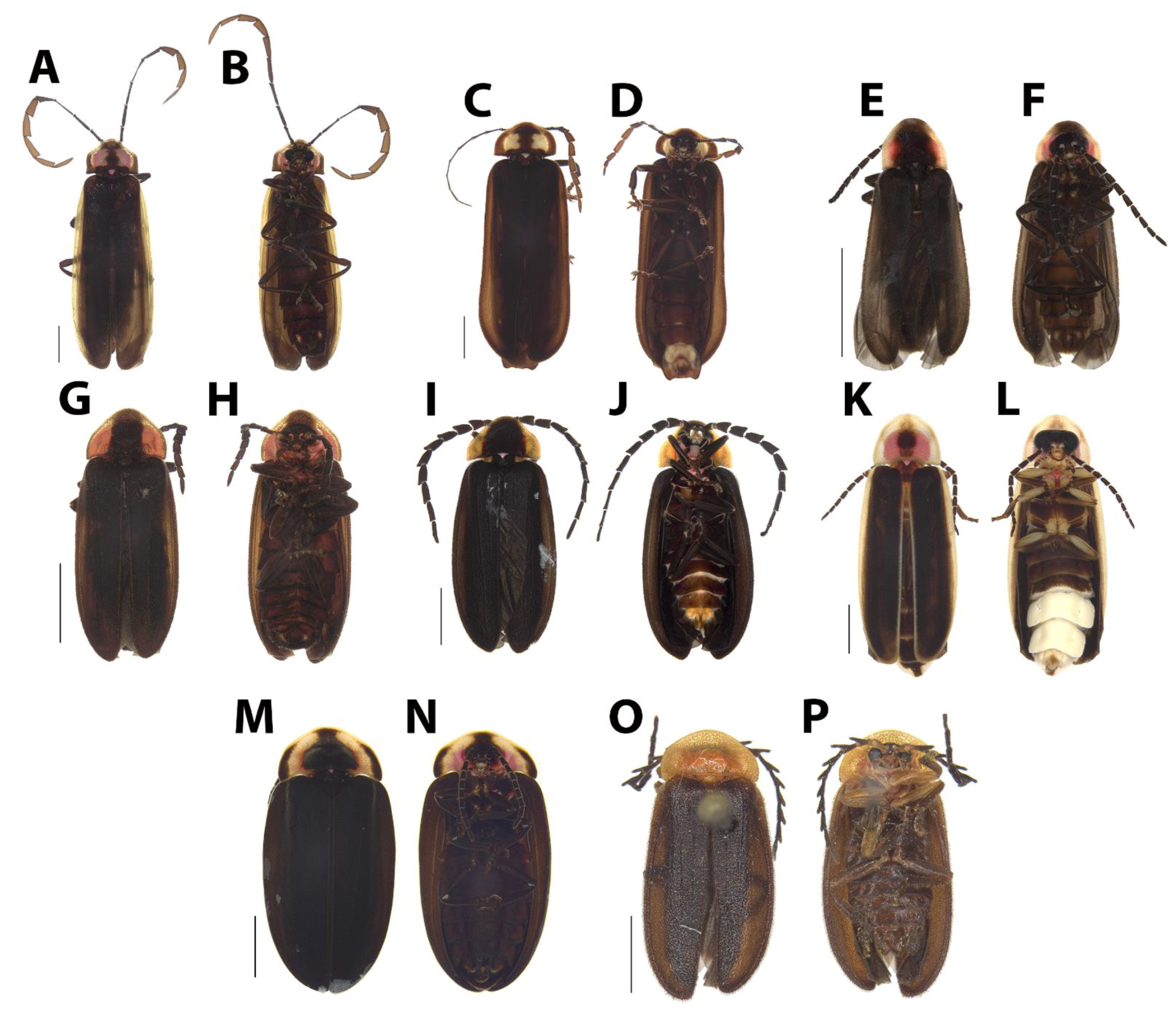 Diversity 15 00620 g017