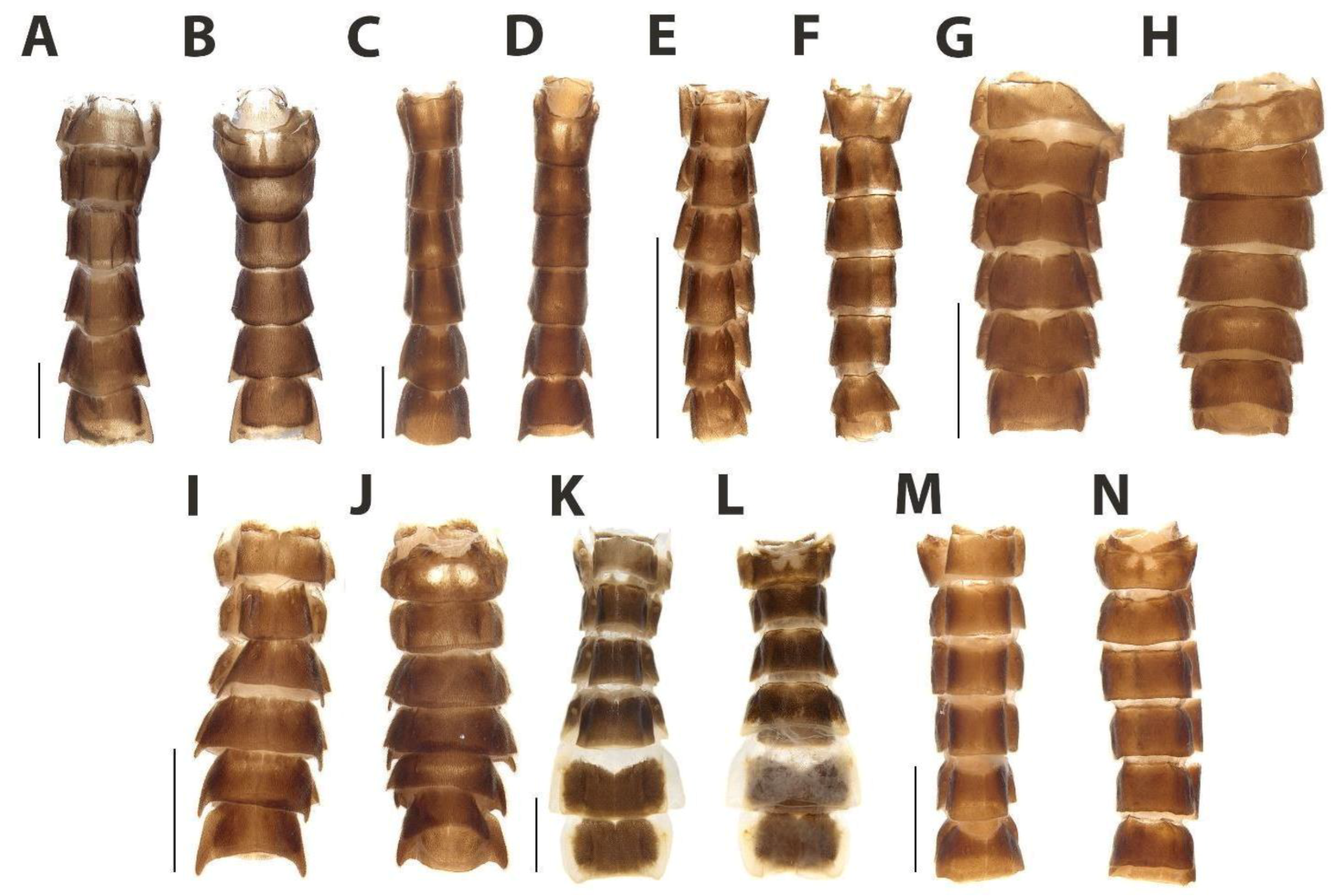 Diversity 15 00620 g022