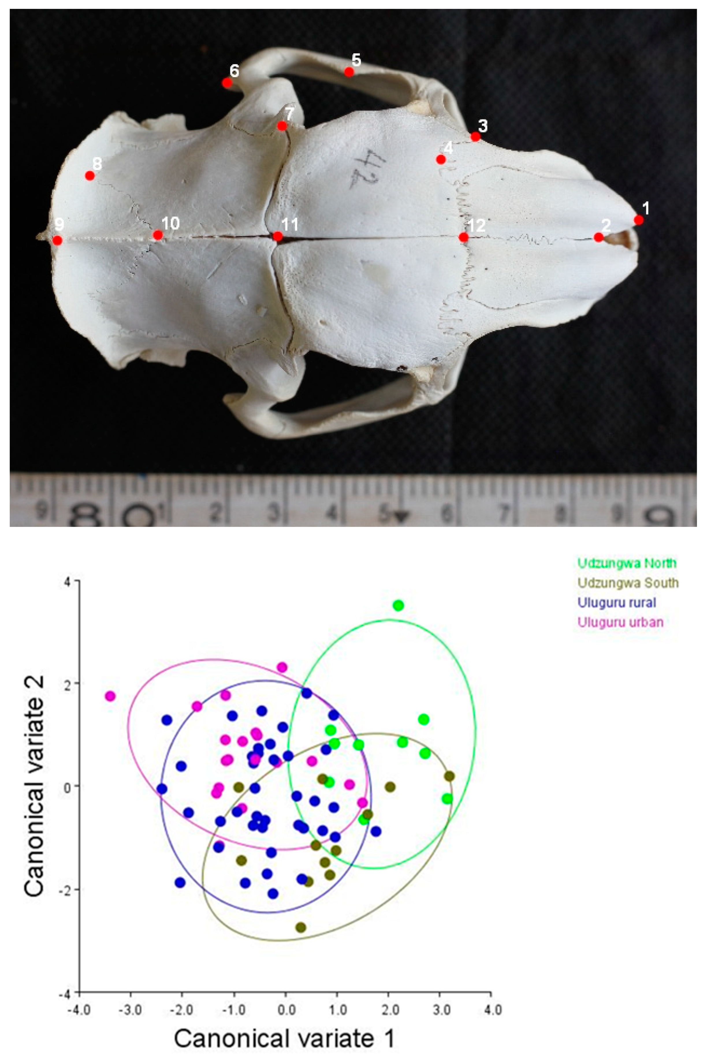 Diversity 15 00626 g004