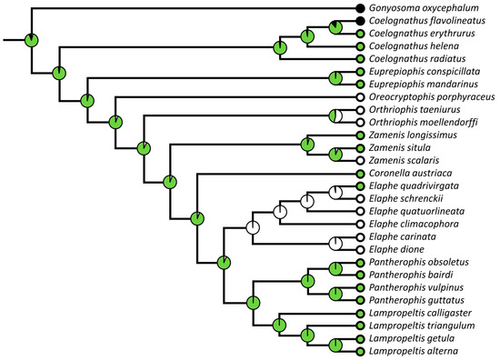 Rat Serpentization Variation in the Jaw Musculature of Ratsnakes and Their Allies ...