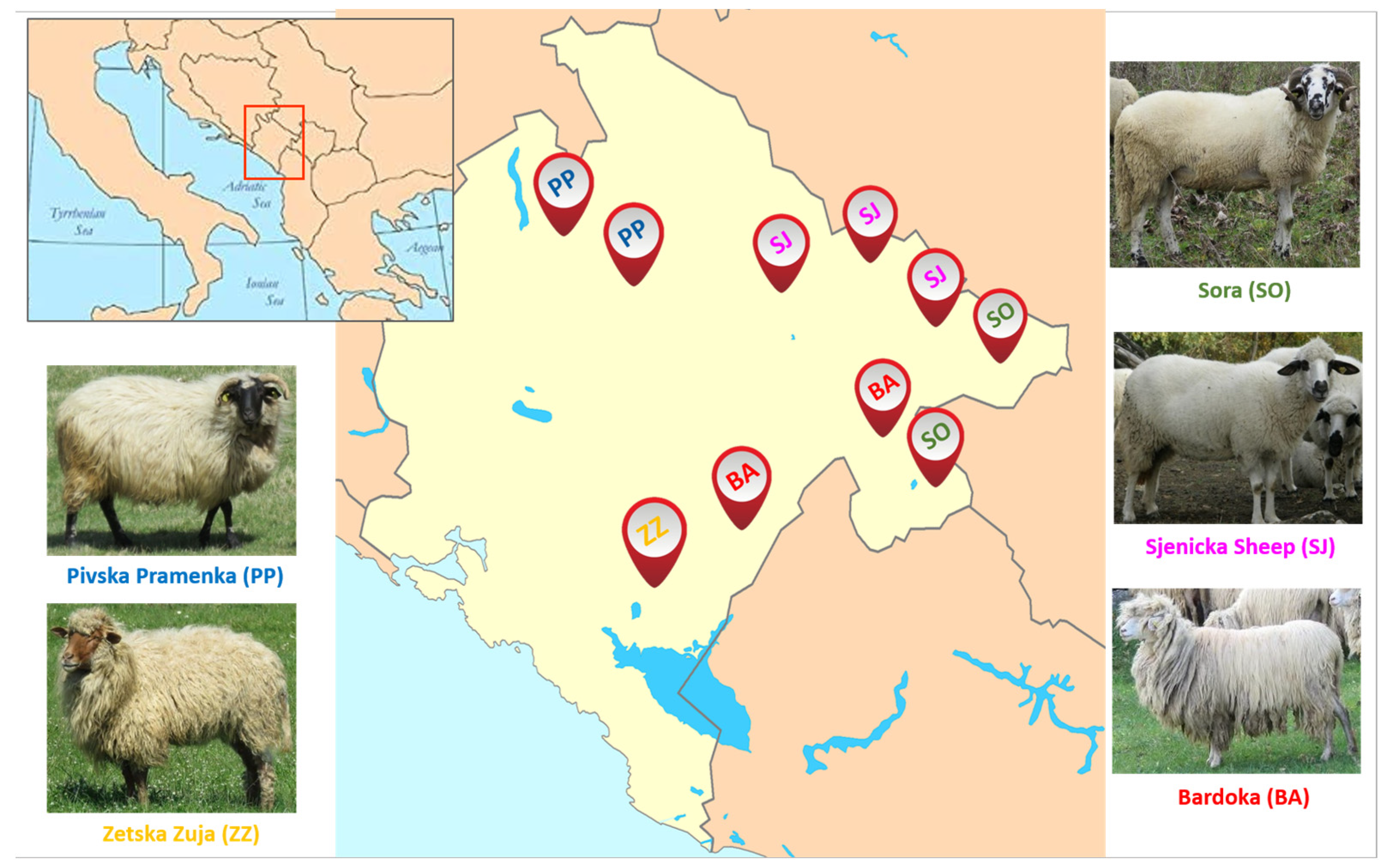 Diversity Free Full-Text Genomic Diversity Analyses of Some Indigenous Montenegrin Sheep Populations picture