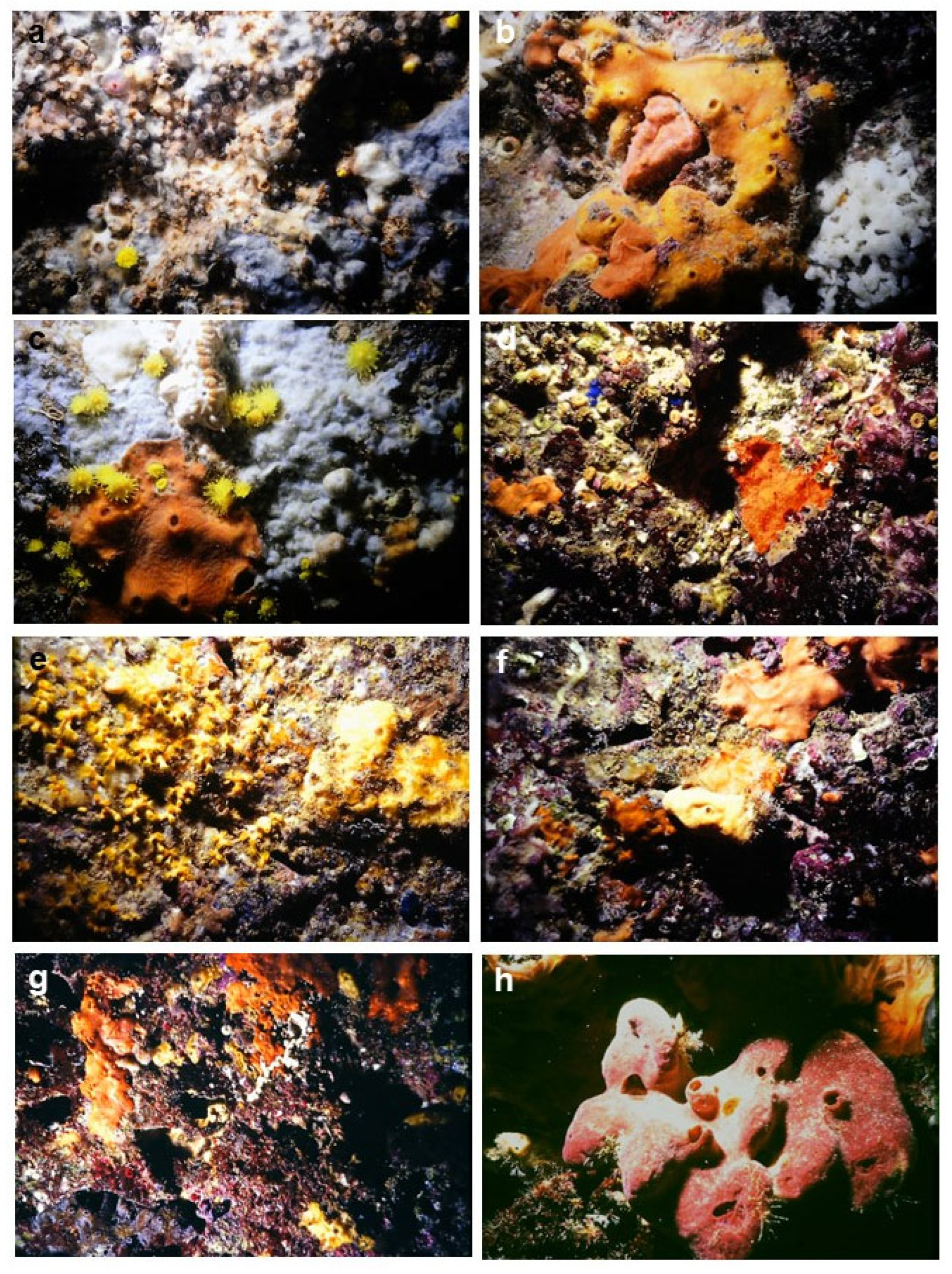 Diversity 15 00641 g003