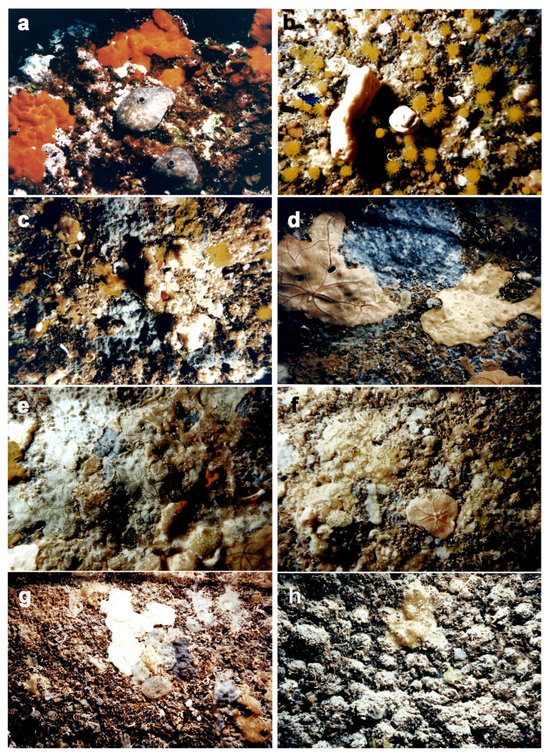 Diversity 15 00641 g004