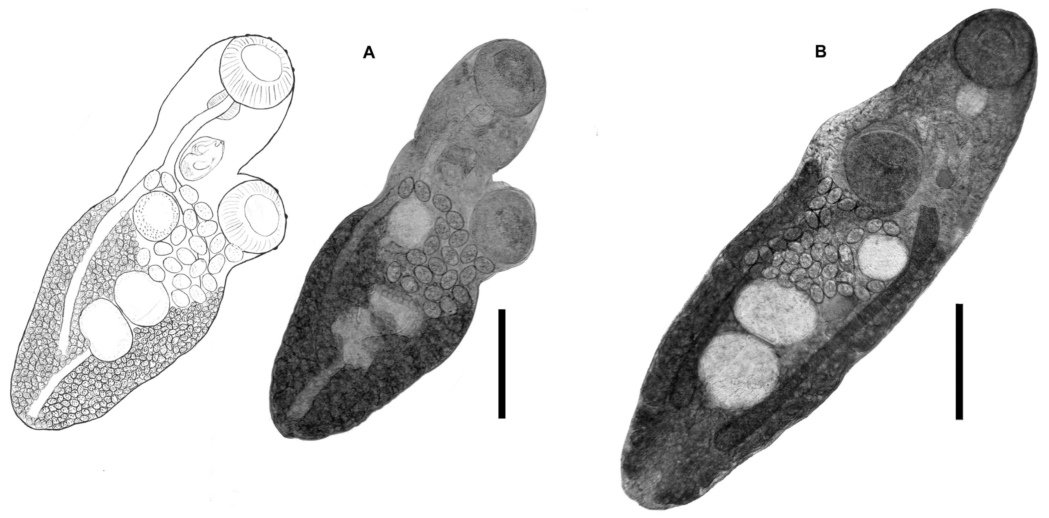Diversity 15 00645 g003 Diversity 15 00645 g003