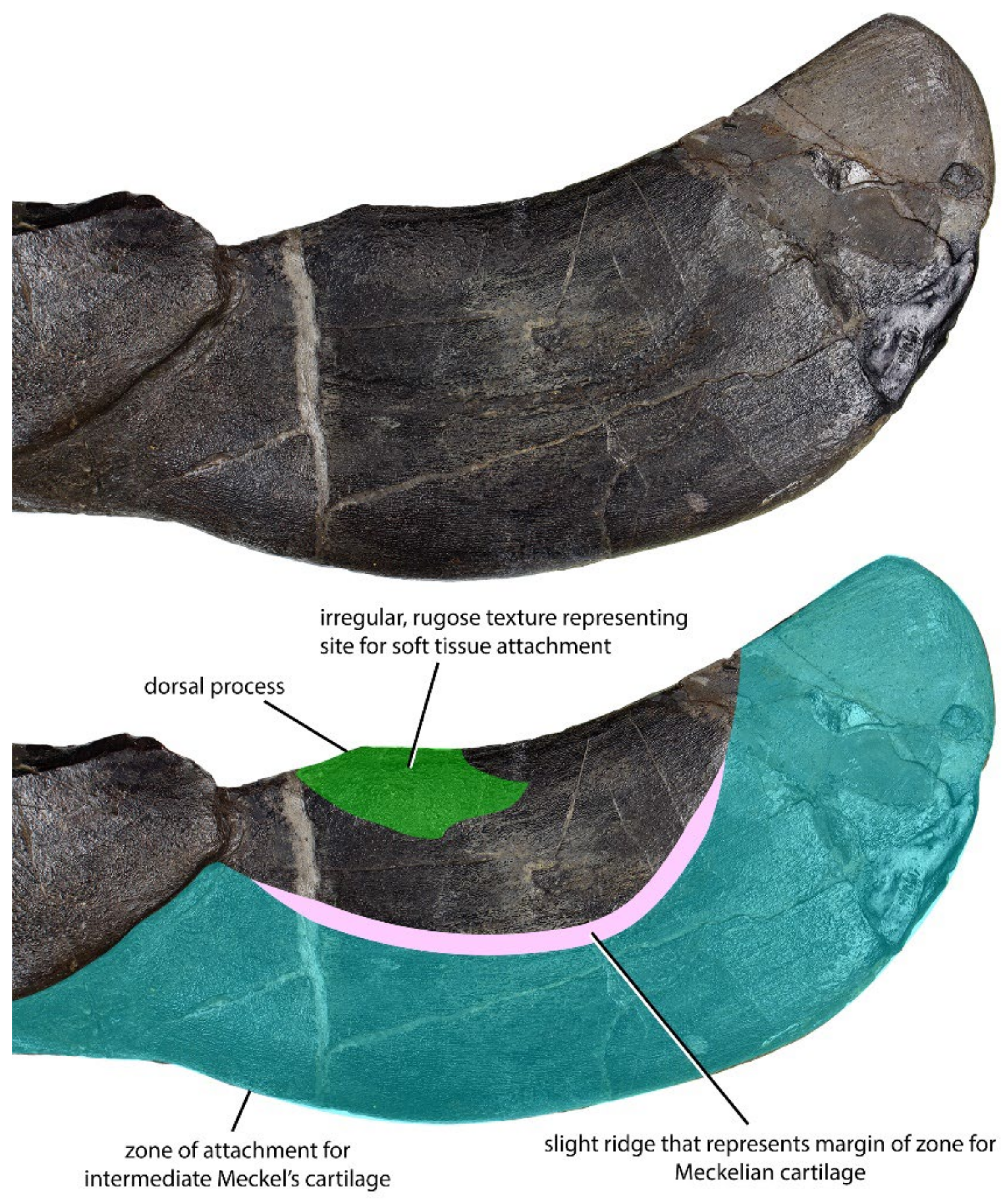 Diversity 15 00648 g004 Diversity 15 00648 g004