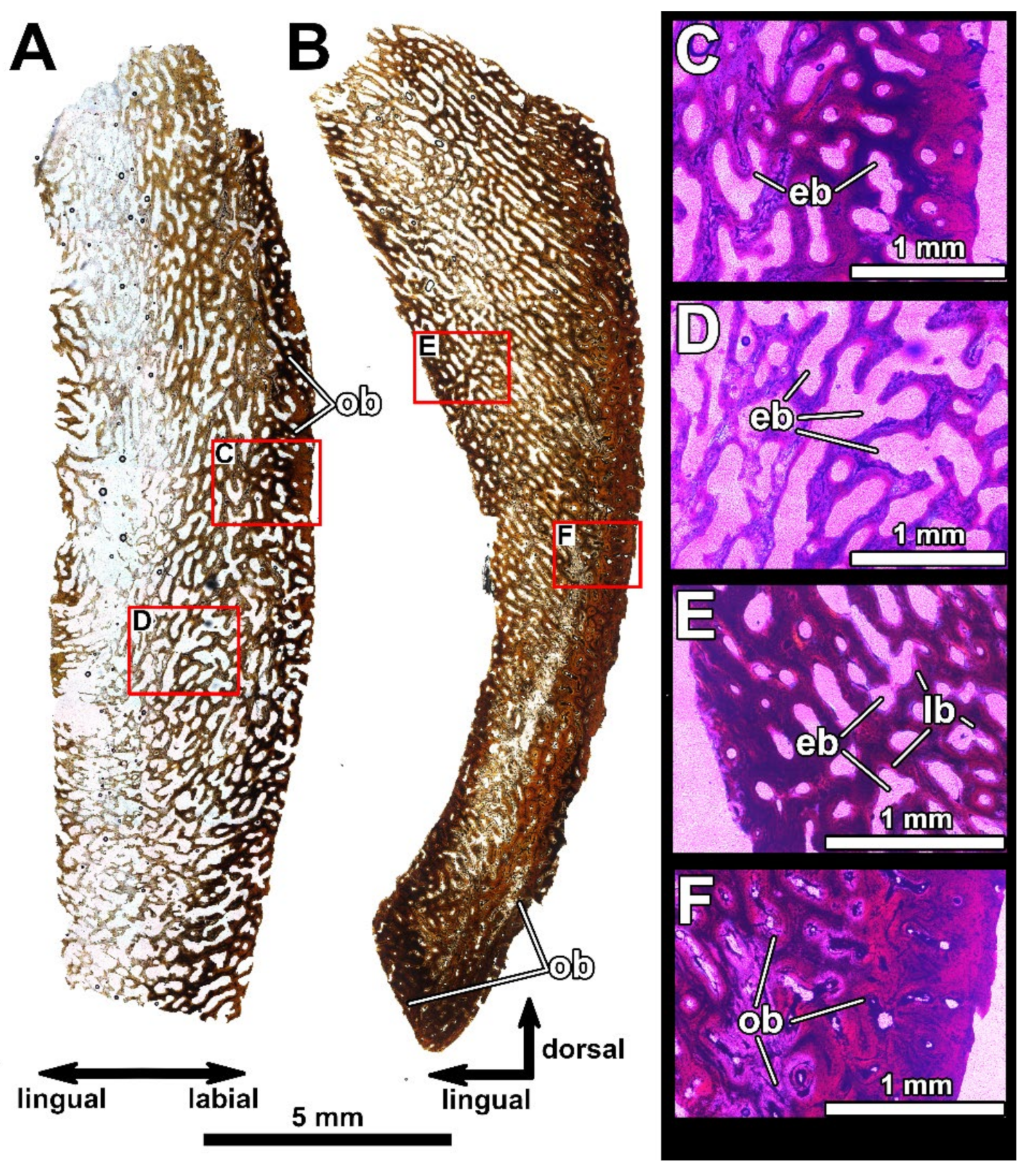 Diversity 15 00648 g011 Diversity 15 00648 g011