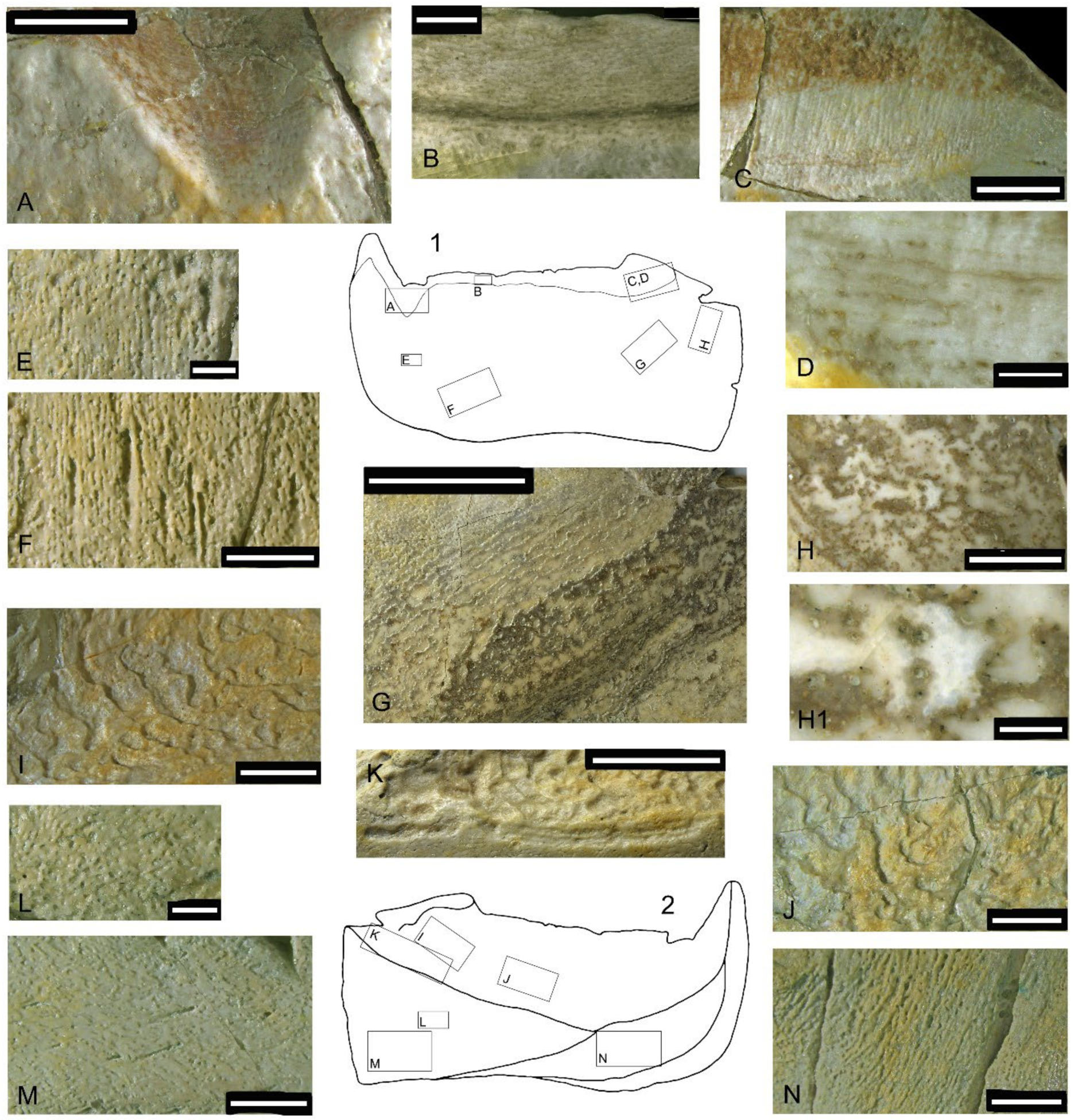 Diversity 15 00648 g016 Diversity 15 00648 g016