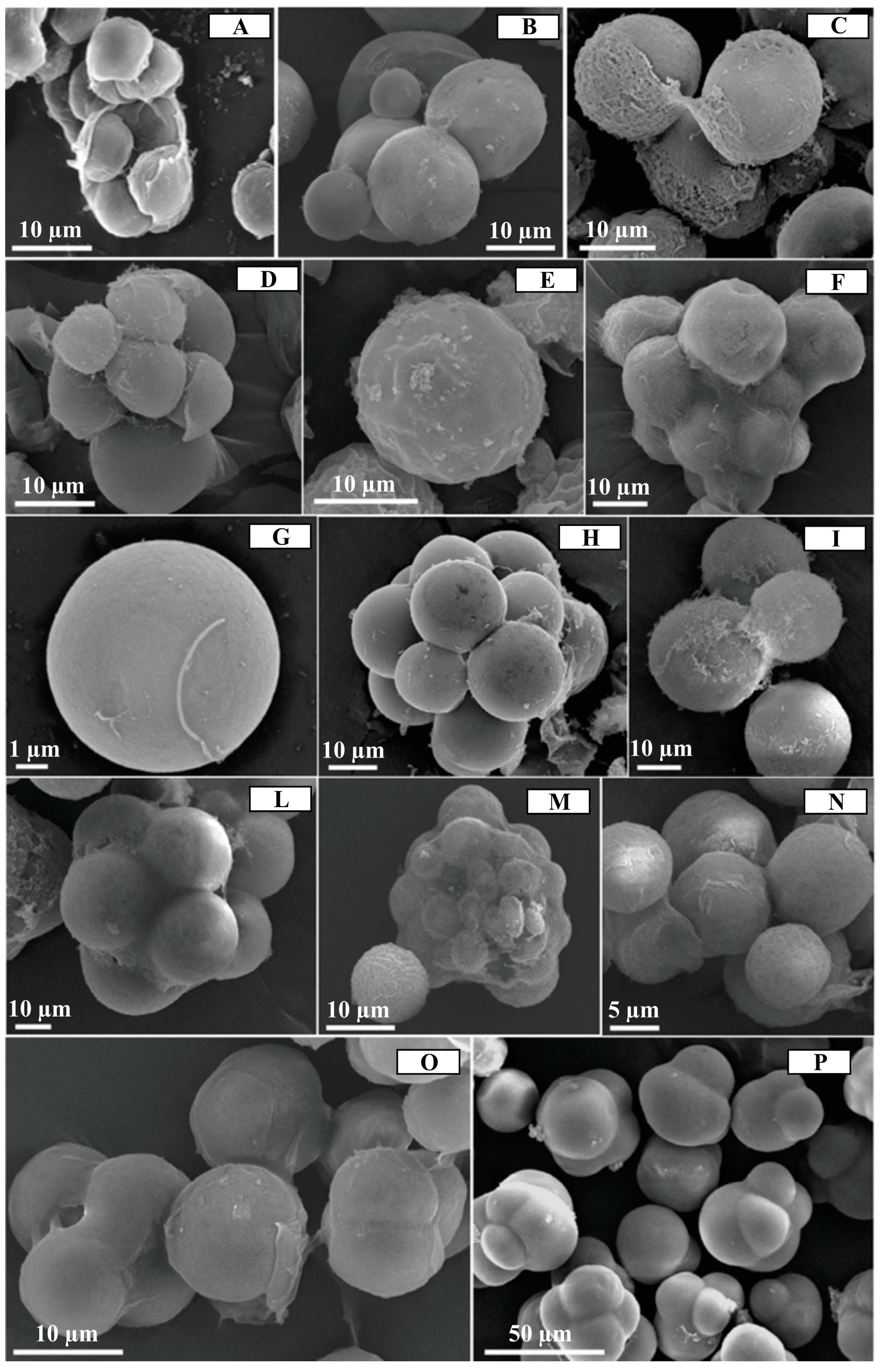 Diversity 15 00650 g003 Diversity 15 00650 g003