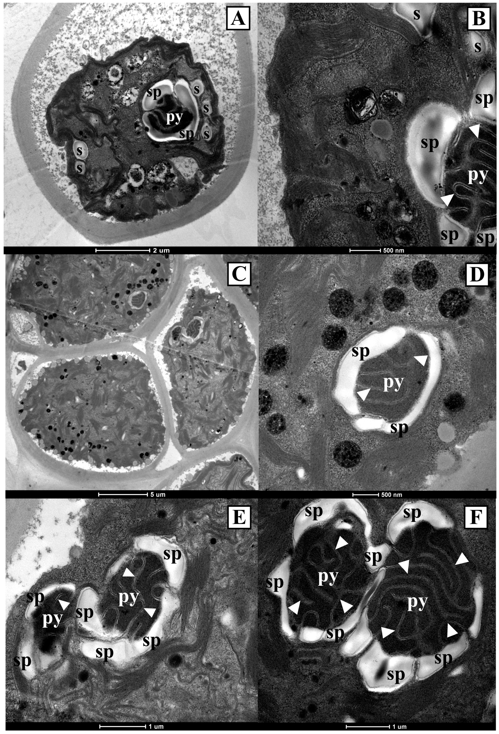 Diversity 15 00650 g010 Diversity 15 00650 g010