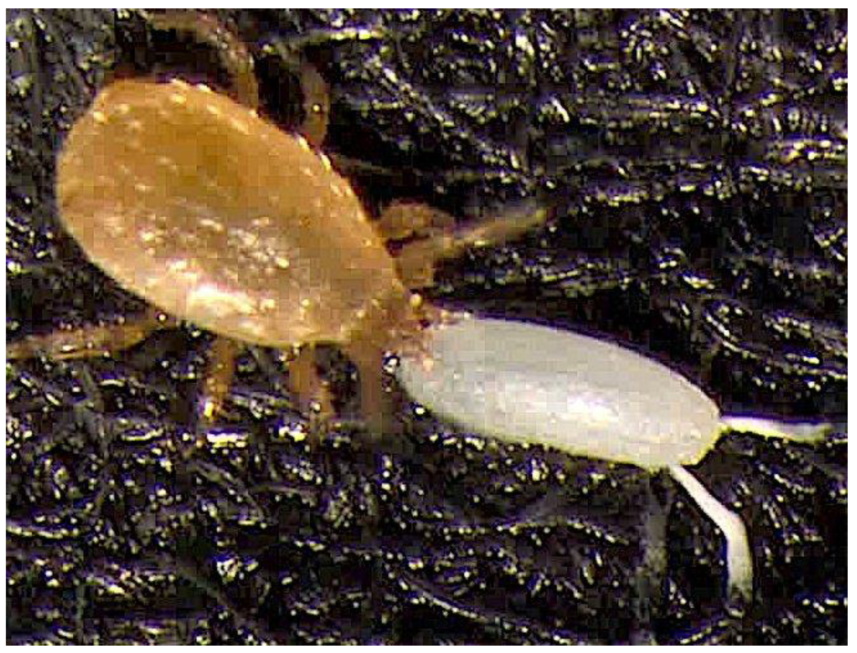 Diversity 15 00652 g004 Diversity 15 00652 g004