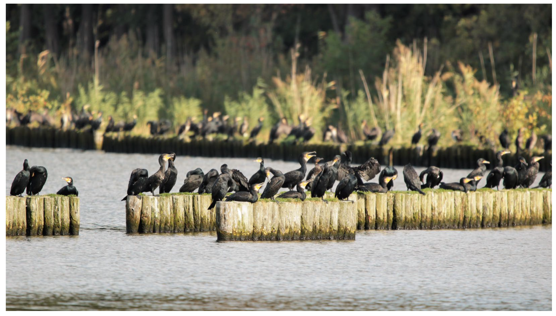 Diversity 15 00653 g002