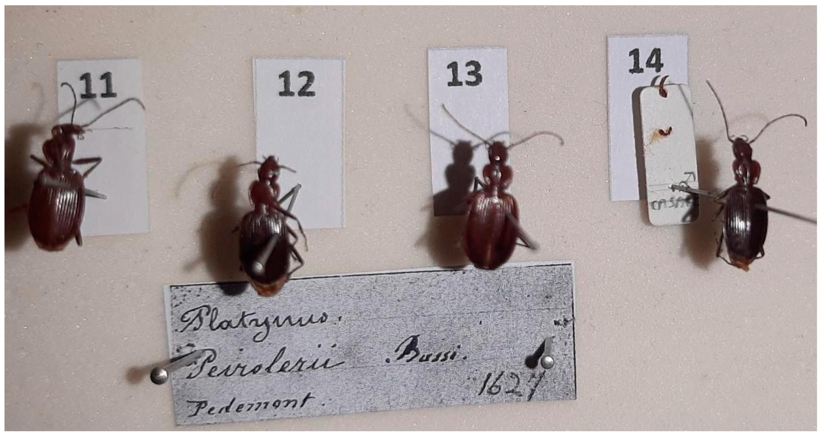 Diversity 15 00654 g016