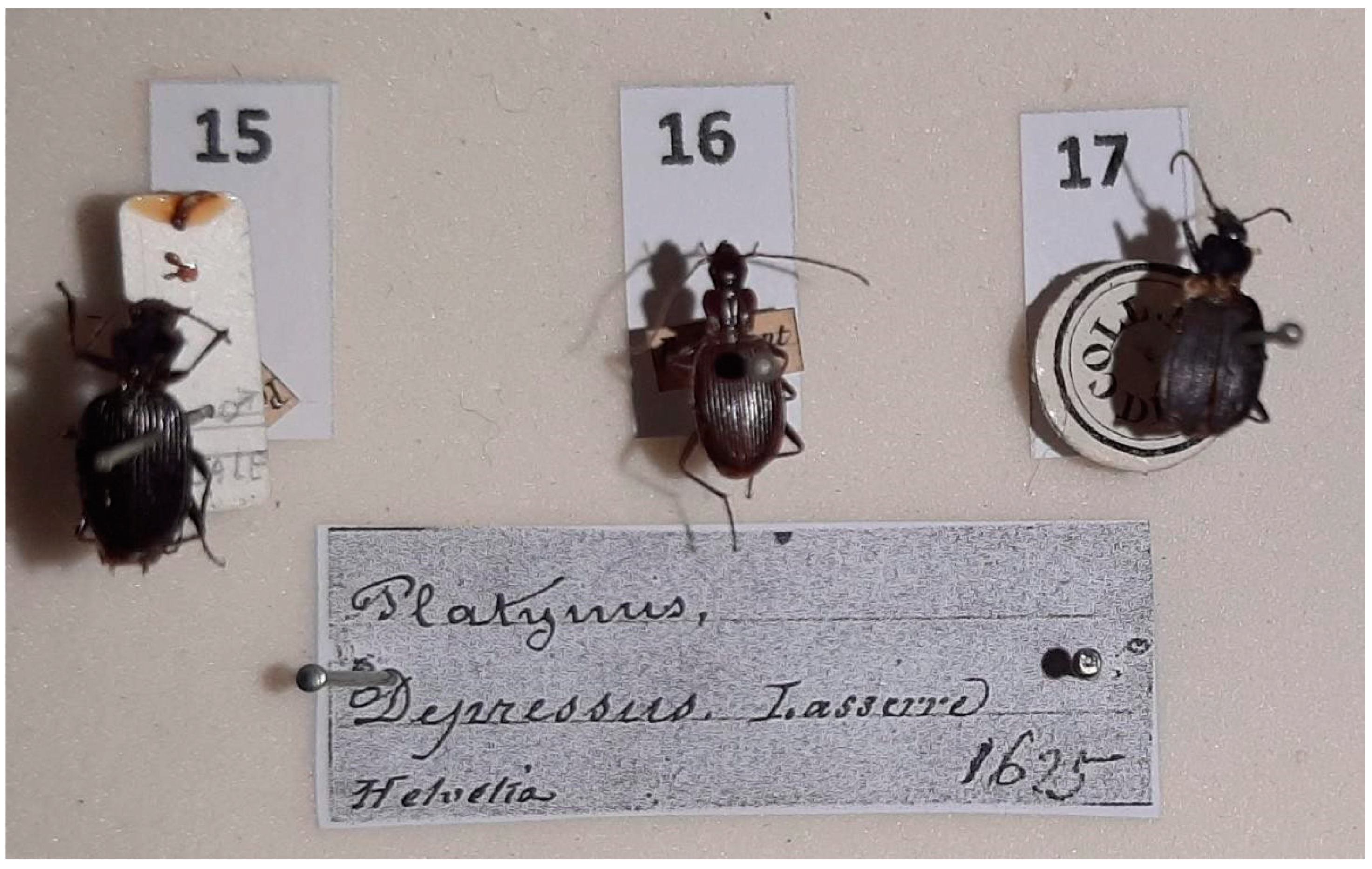 Diversity 15 00654 g017