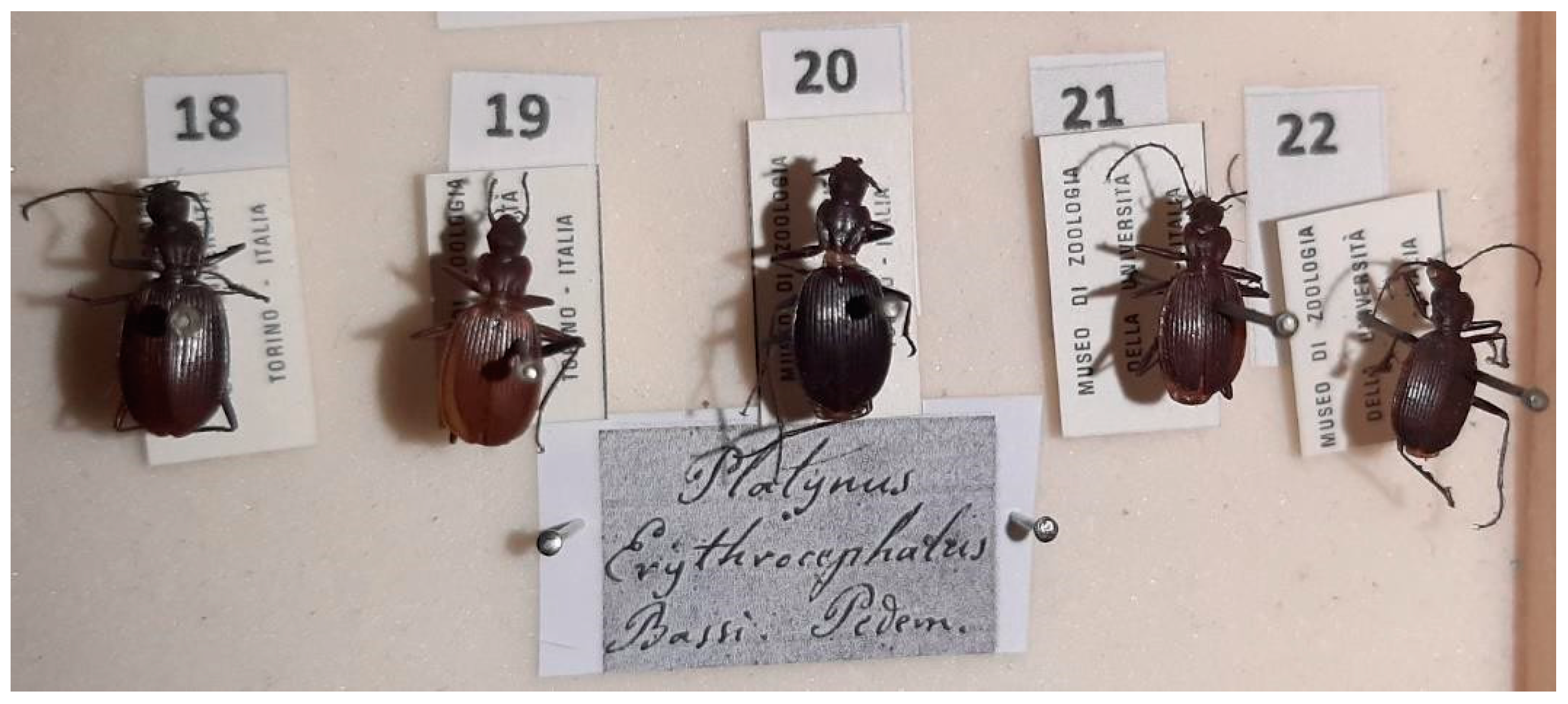 Diversity 15 00654 g022