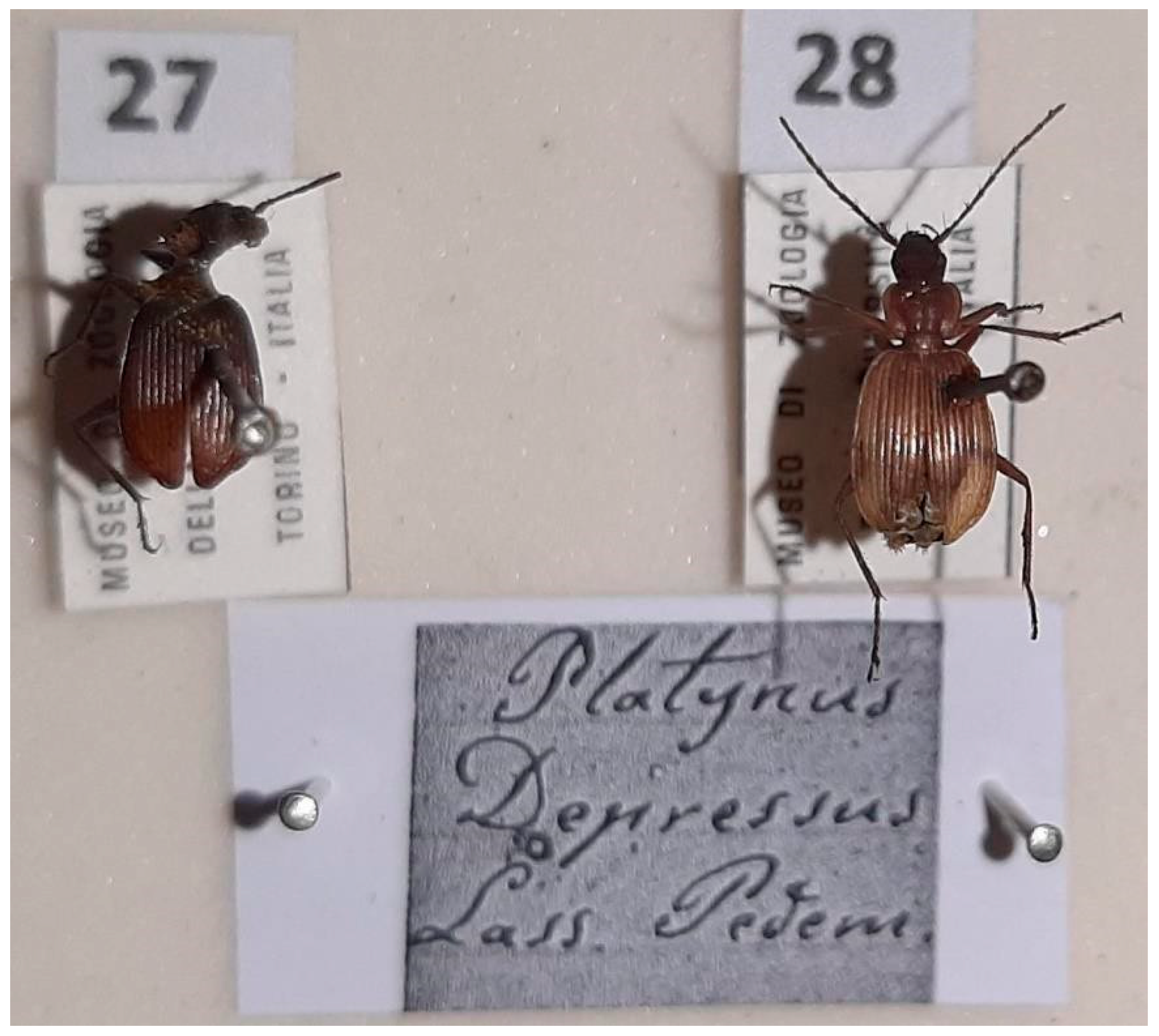 Diversity 15 00654 g024