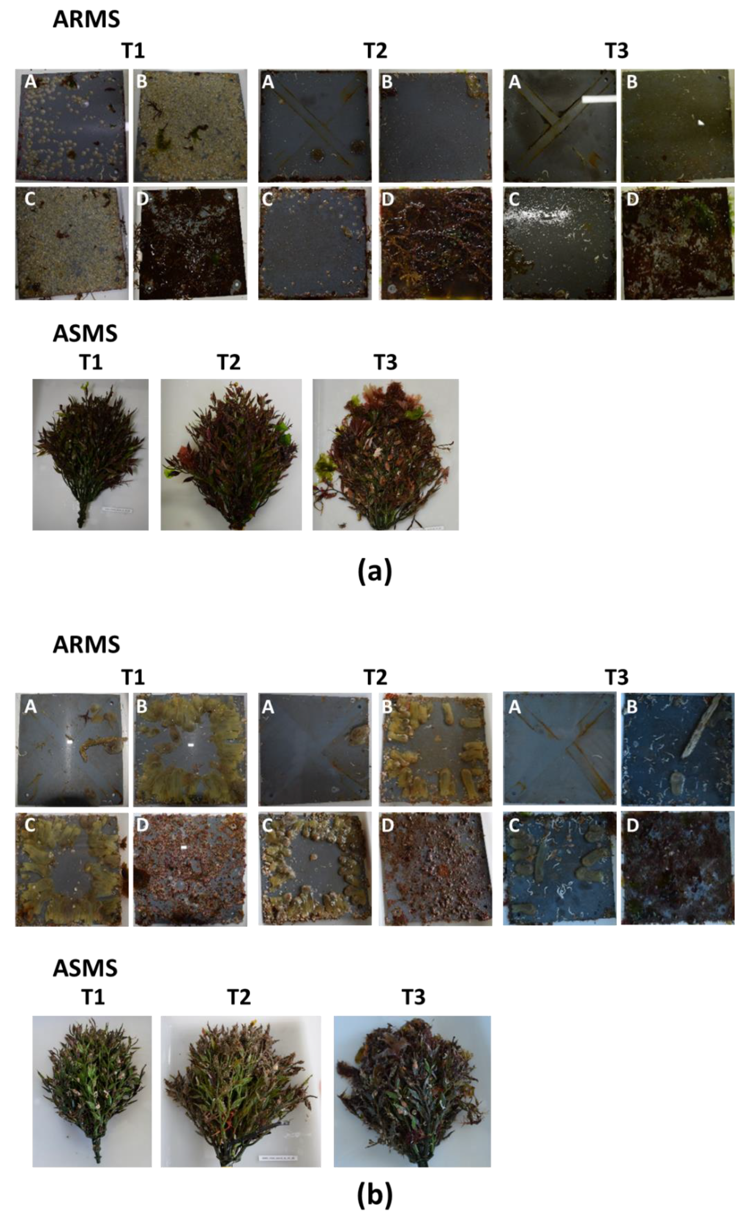 Diversity 15 00657 g002 Diversity 15 00657 g002
