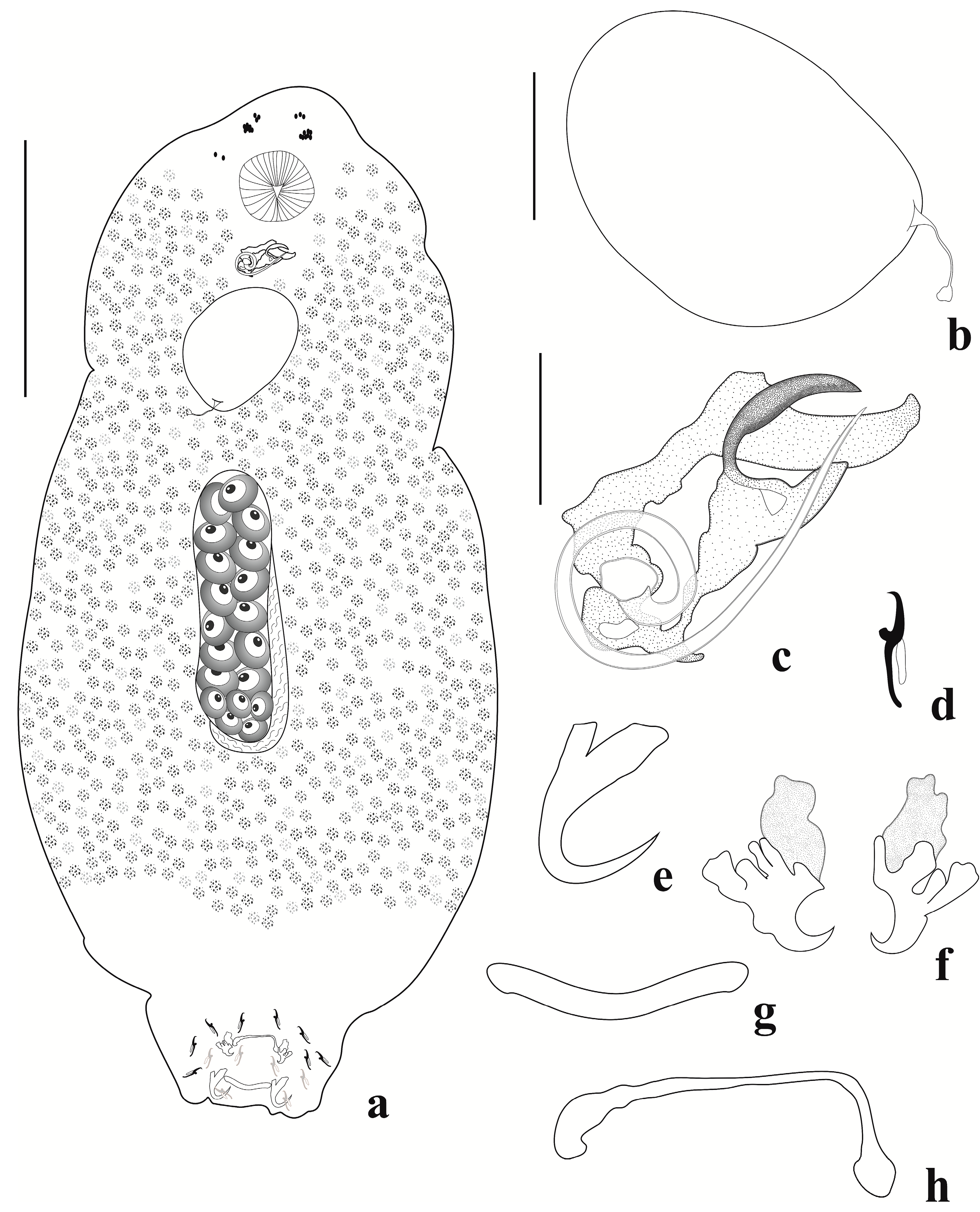Diversity 15 00667 g003