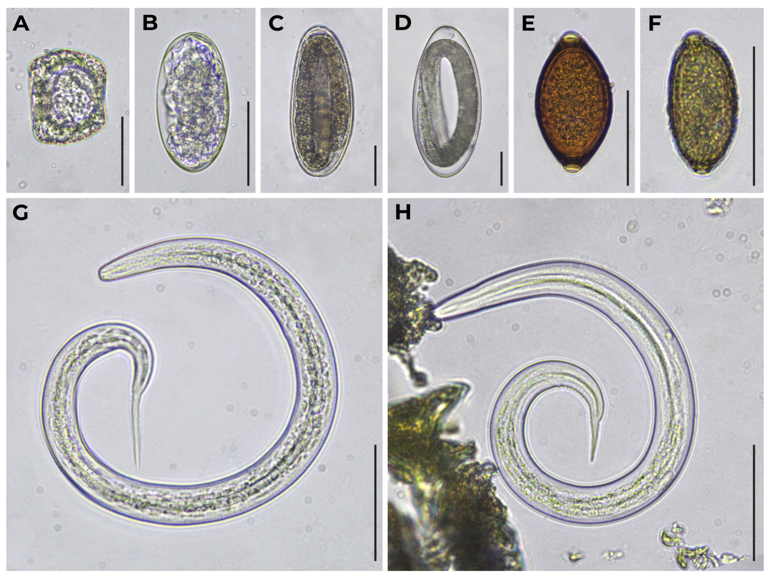 Diversity 15 00672 g004 Diversity 15 00672 g004