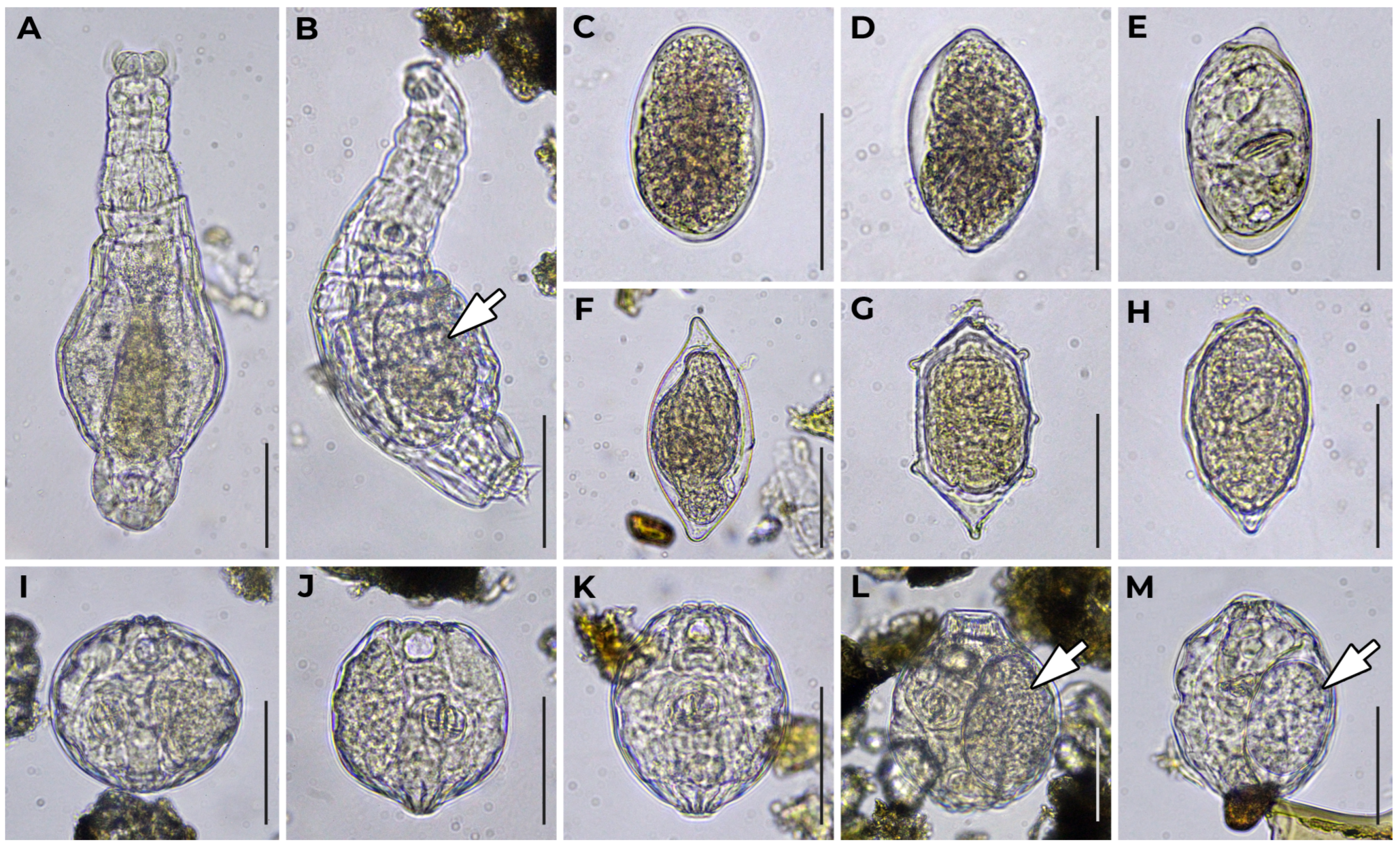 Diversity 15 00672 g0a1 Diversity 15 00672 g0a1