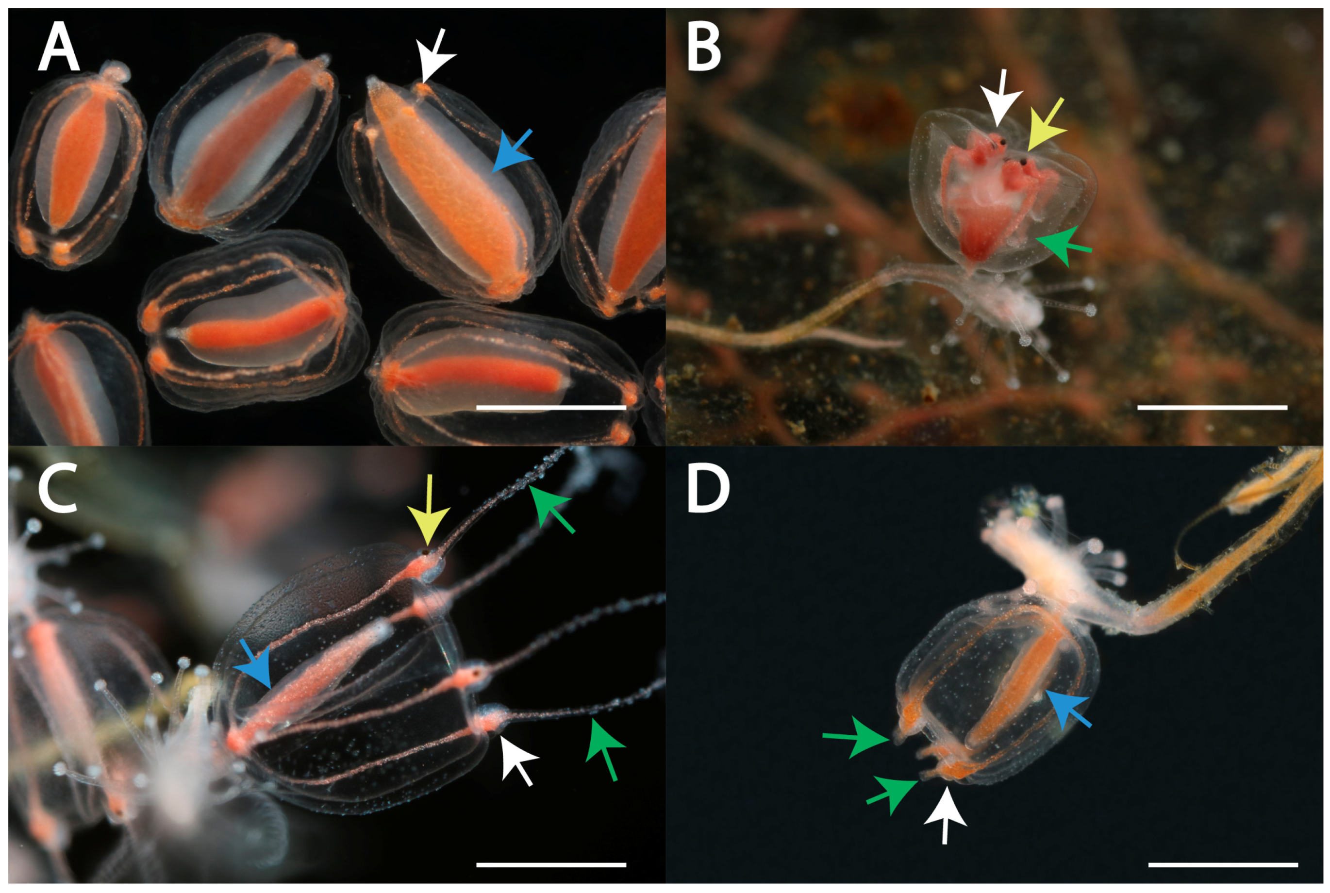 Diversity 15 00675 g002 Diversity 15 00675 g002