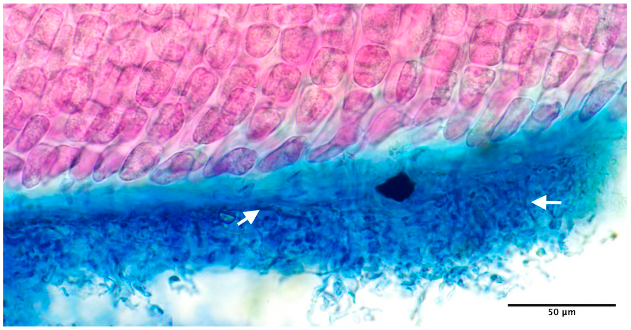 Diversity 15 00677 g001