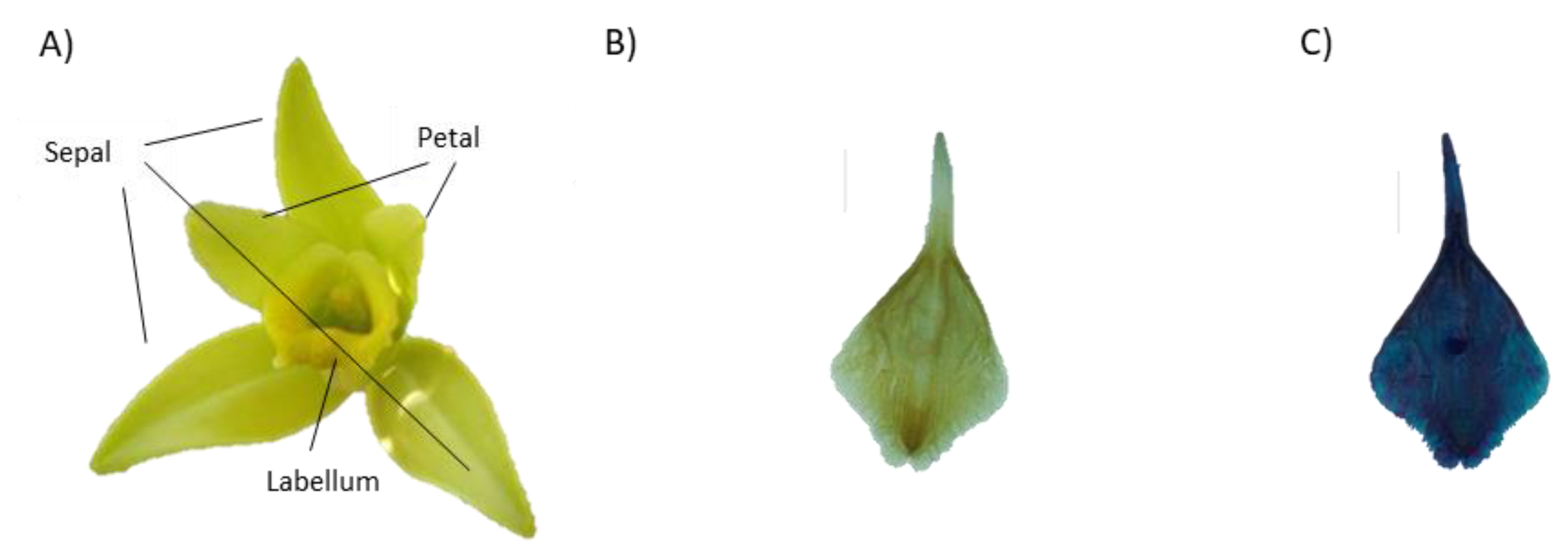 Diversity 15 00678 g002 Diversity 15 00678 g002