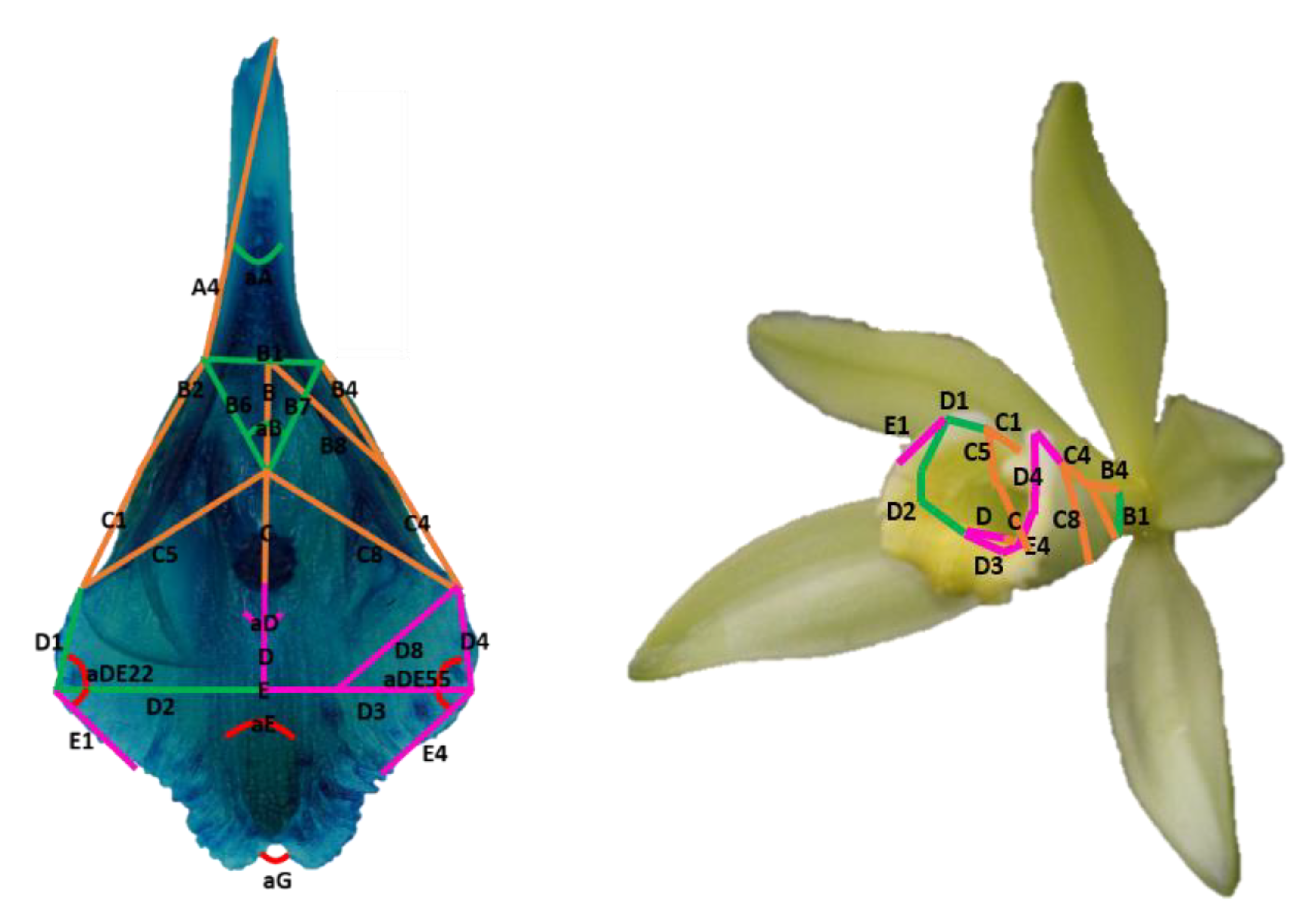 Diversity 15 00678 g012 Diversity 15 00678 g012