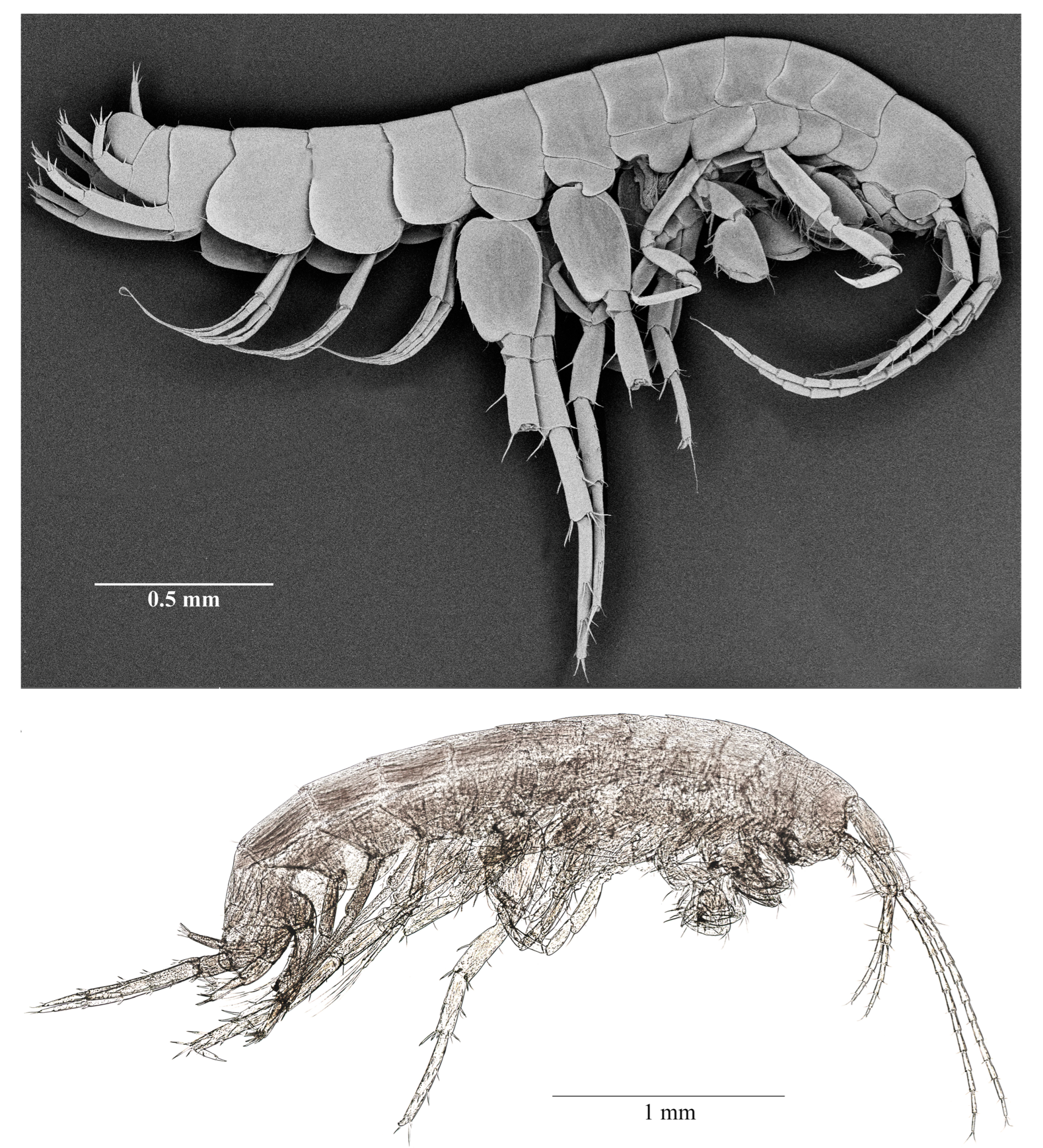 Diversity 15 00682 g002 Diversity 15 00682 g002