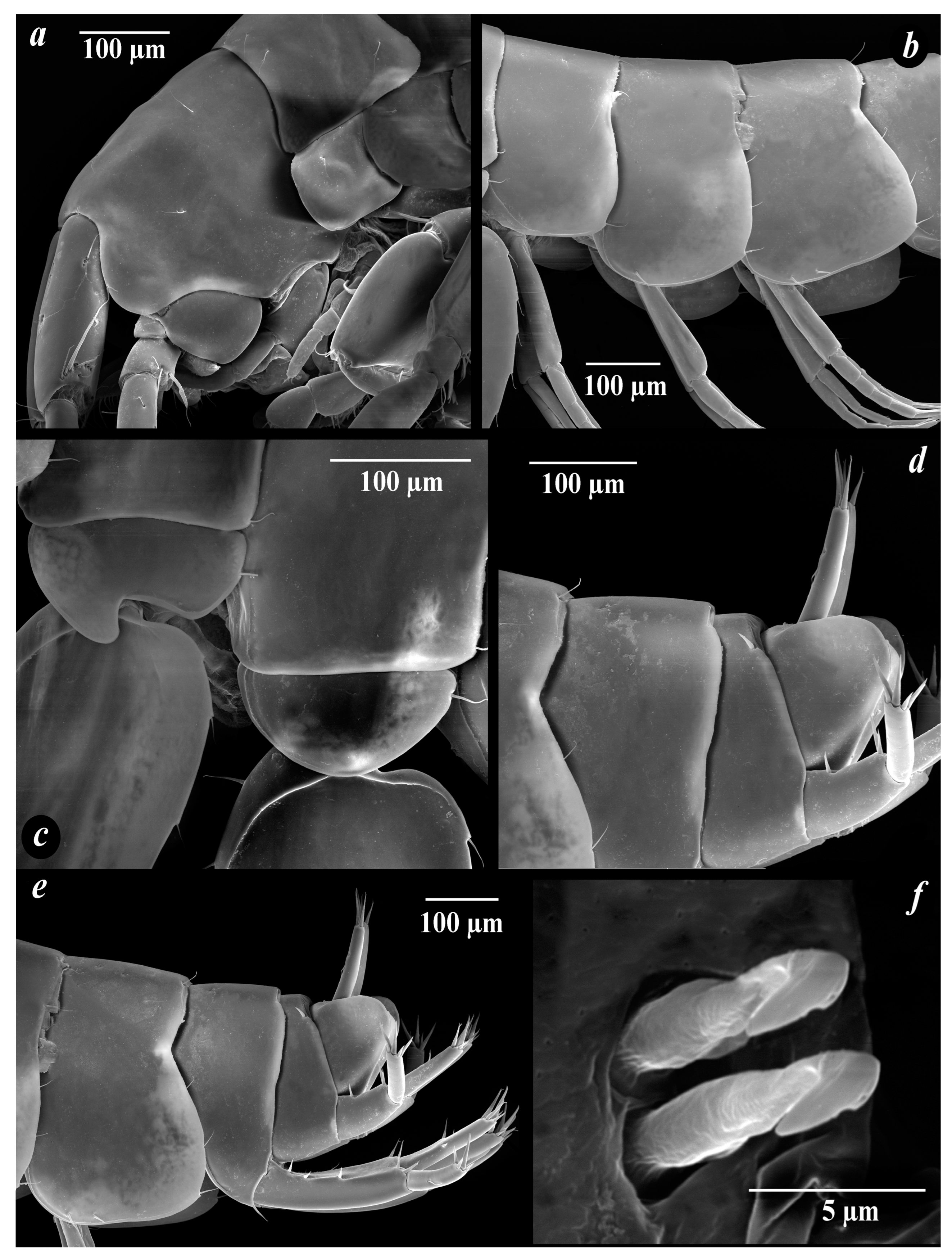 Diversity 15 00682 g007 Diversity 15 00682 g007