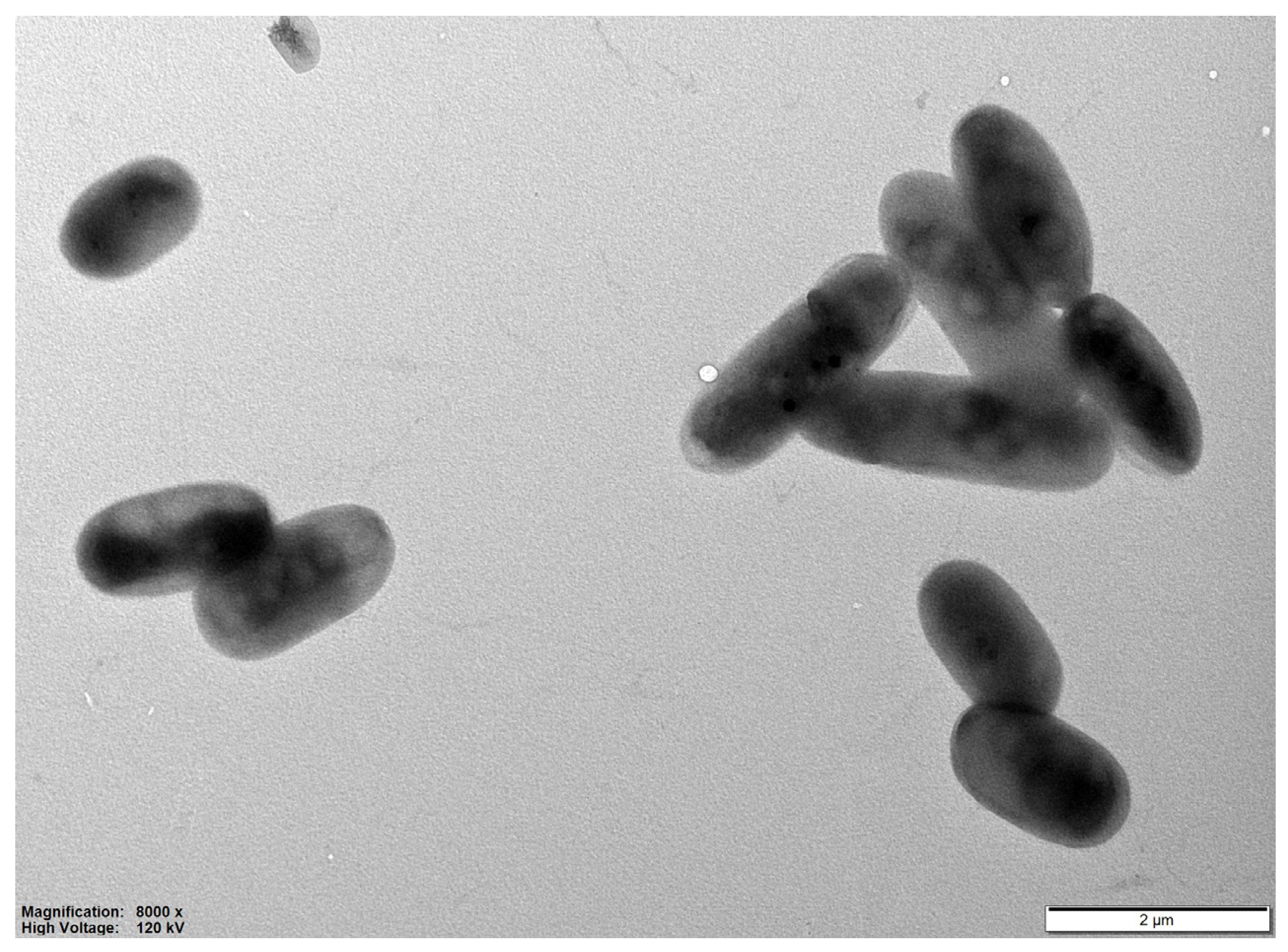 その他 gram Limobrevibacterium gyesilva gen. nov., sp. nov., Isolated