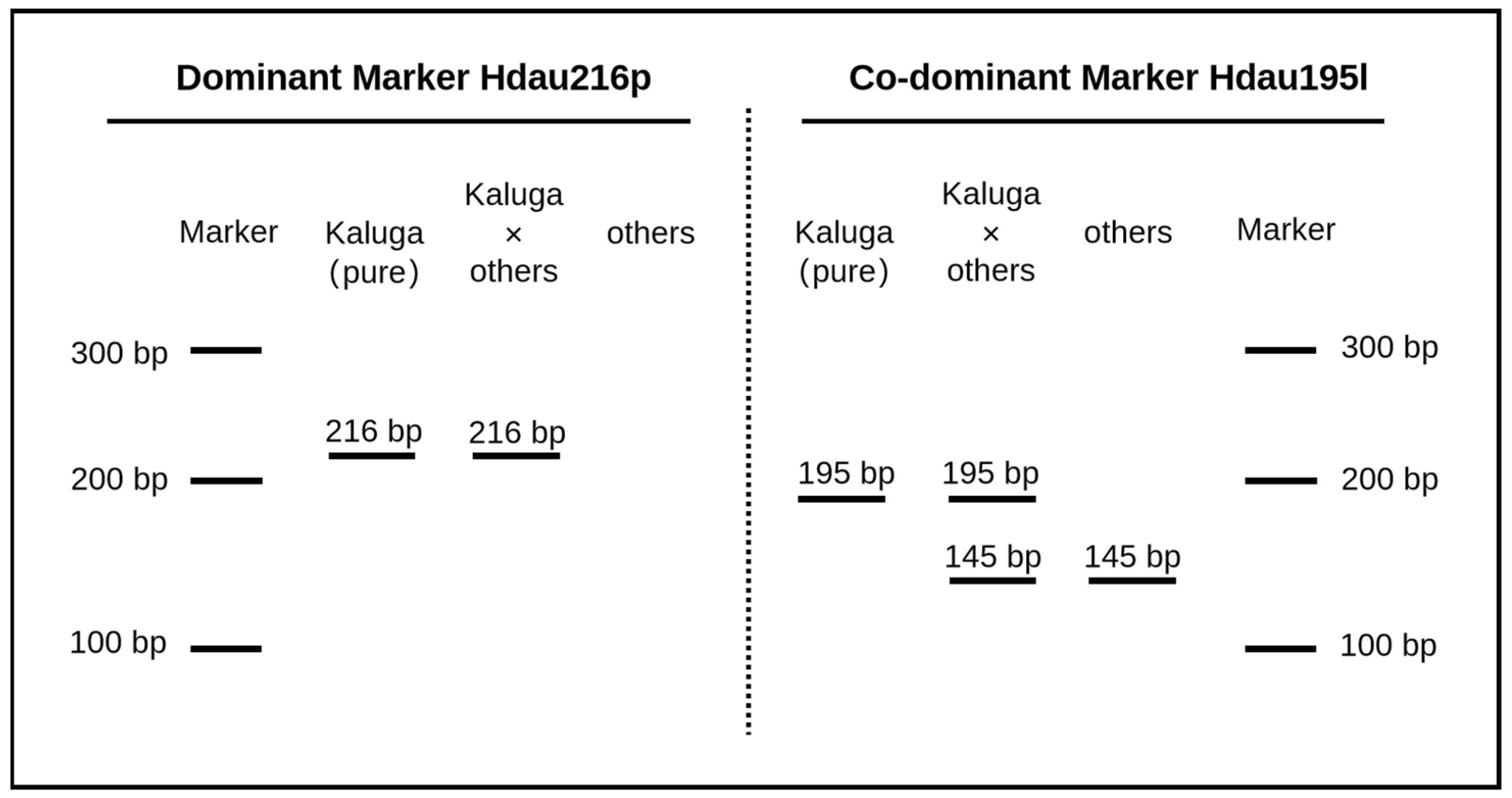 Diversity Free FullText InDel DNA Markers Potentially Unique to