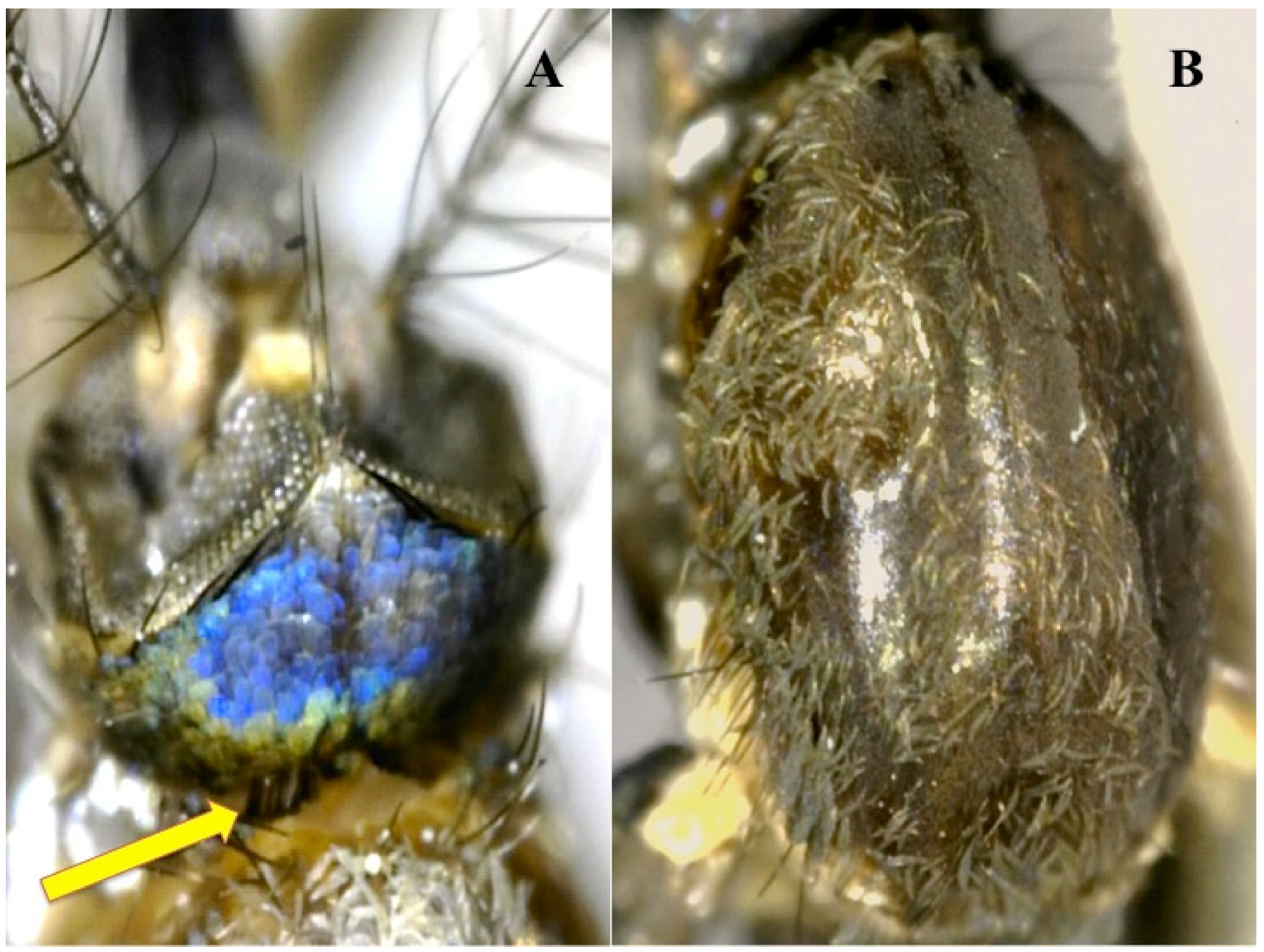 Diversity 15 00697 g006