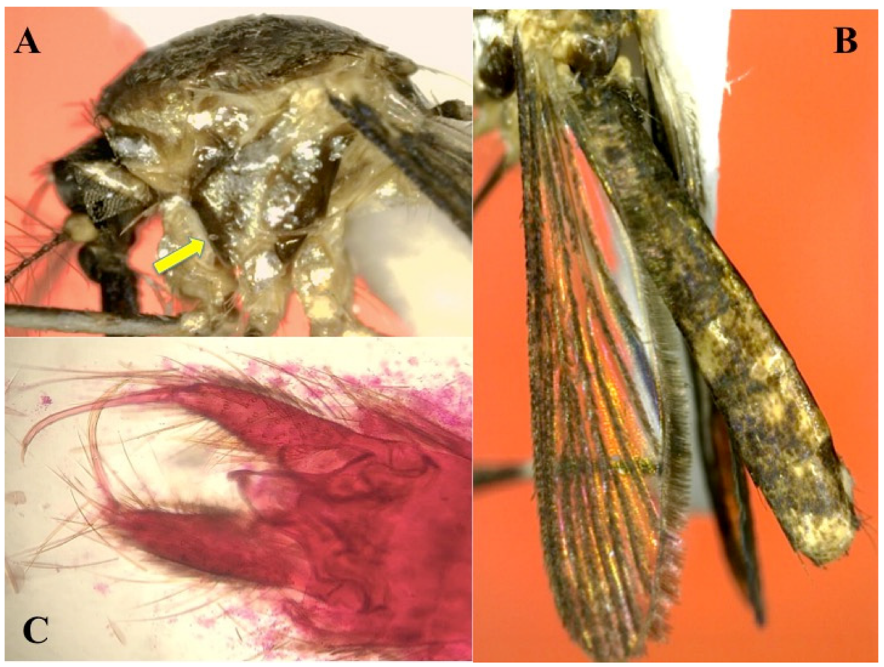 Diversity 15 00697 g007