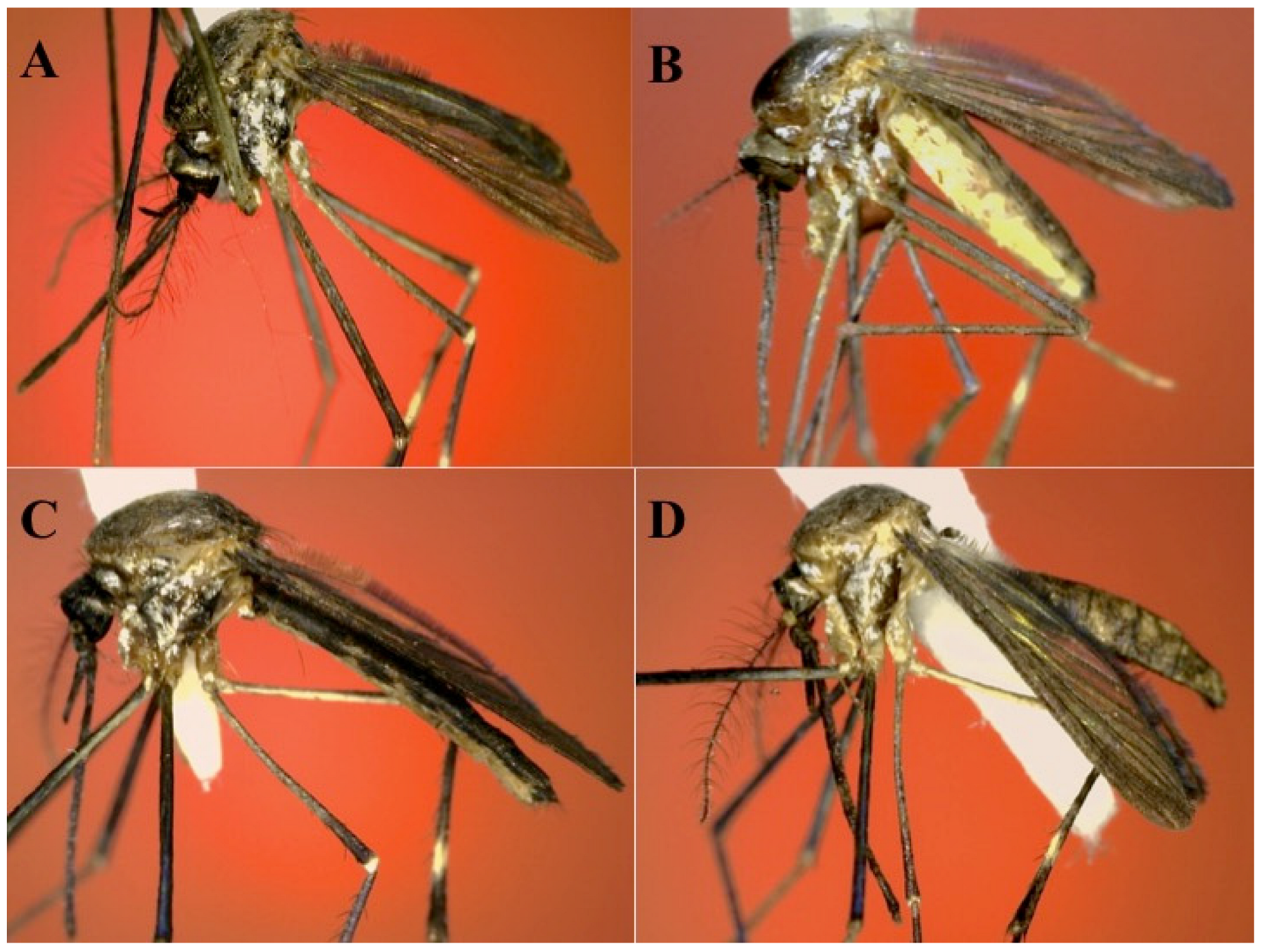 Diversity 15 00697 g008