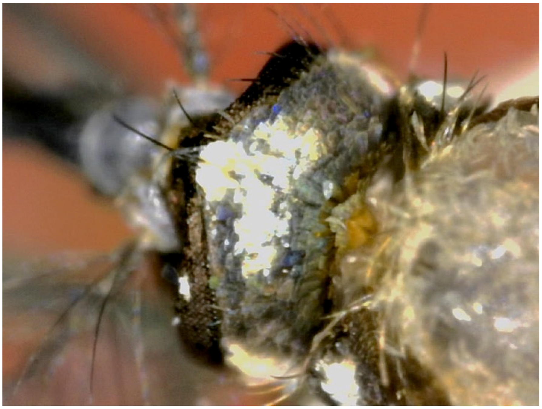 Diversity 15 00697 g010